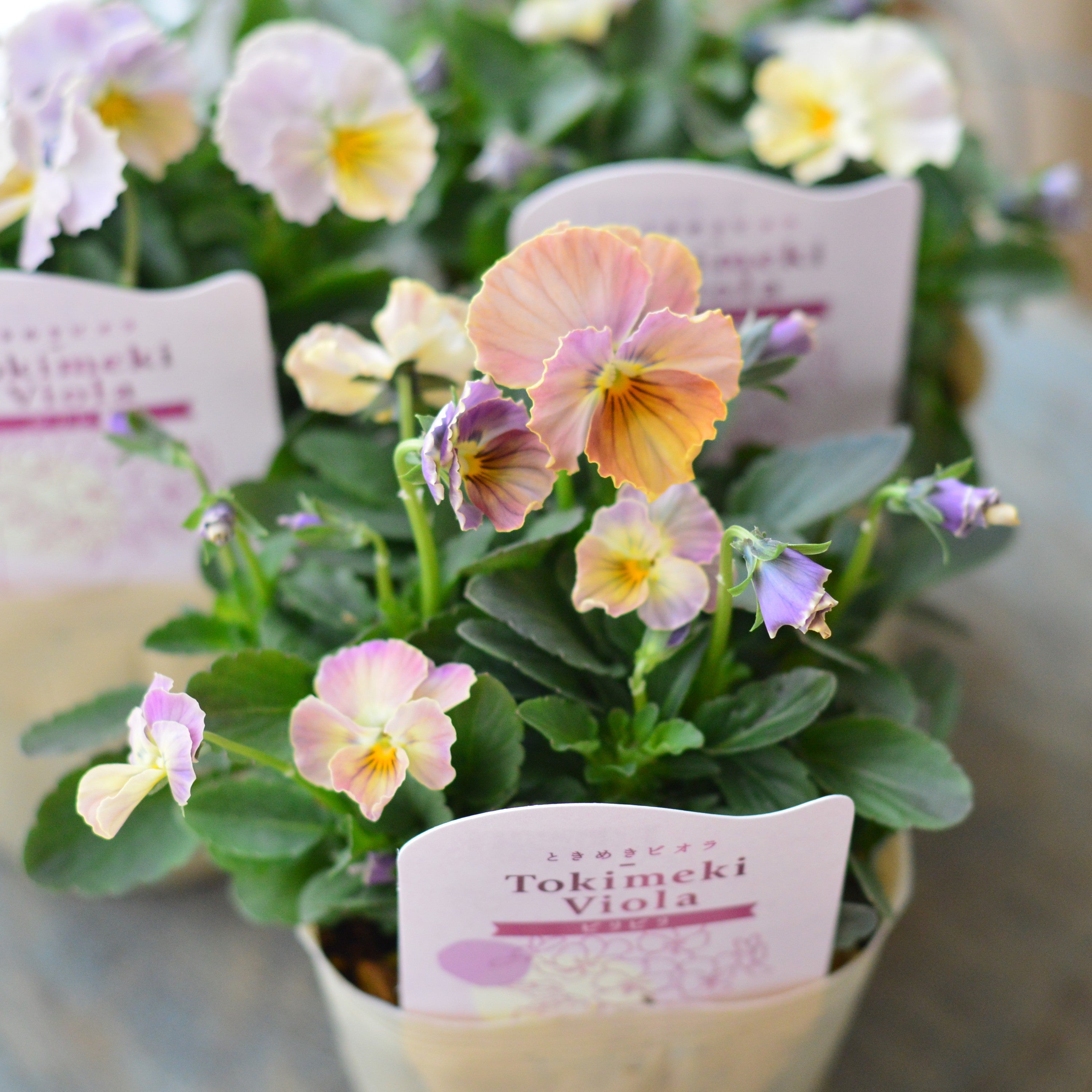 【奥田園芸さん】 ときめきビオラ　『ビリビリ』　3.5寸POT