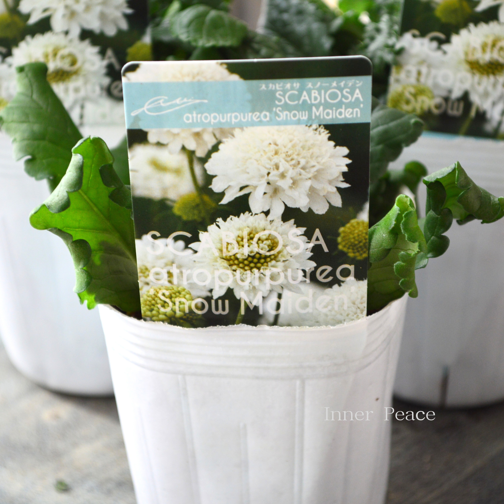 暑さ寒さに強い】 スカビオサ 『スノーメイデン』 植え込み用 3寸POT