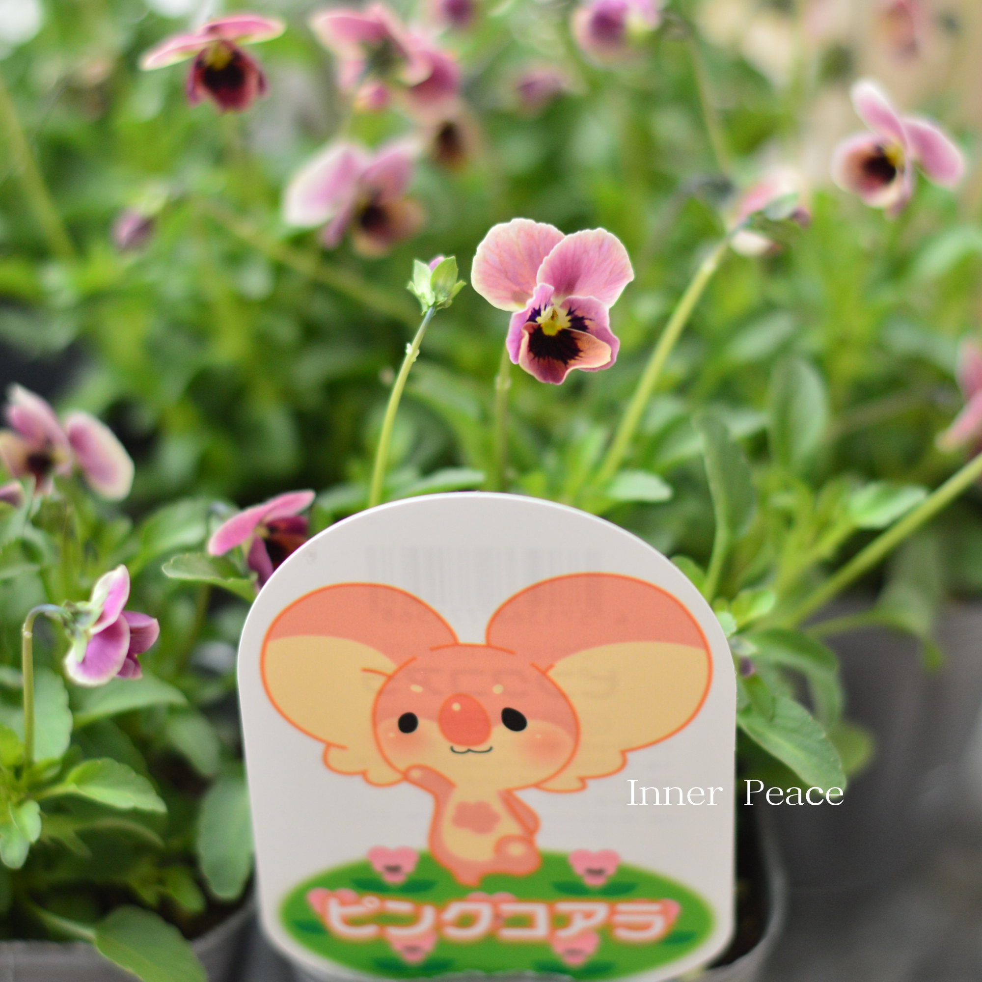 【見元園芸さん】 ビオラ　『ピンクコアラ』　3寸POT