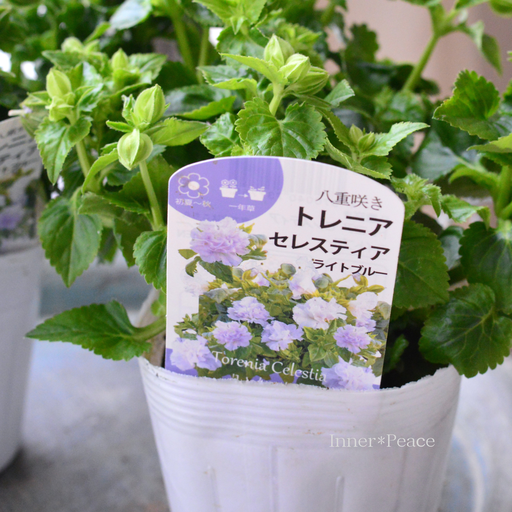 【八重咲き】 トレニア 『セレスティア・ライトブルー』　　3.5寸POT