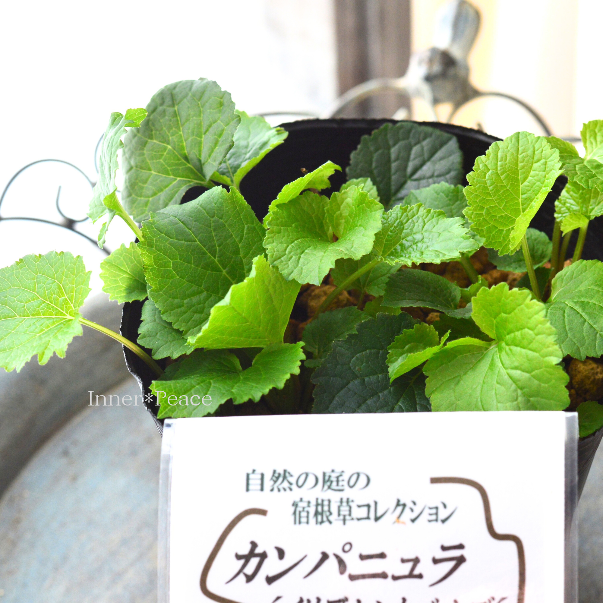 【宿根草】 カンパニュラ　『イリデセントベルズ』　植え込み用　4.5寸ロングPOT