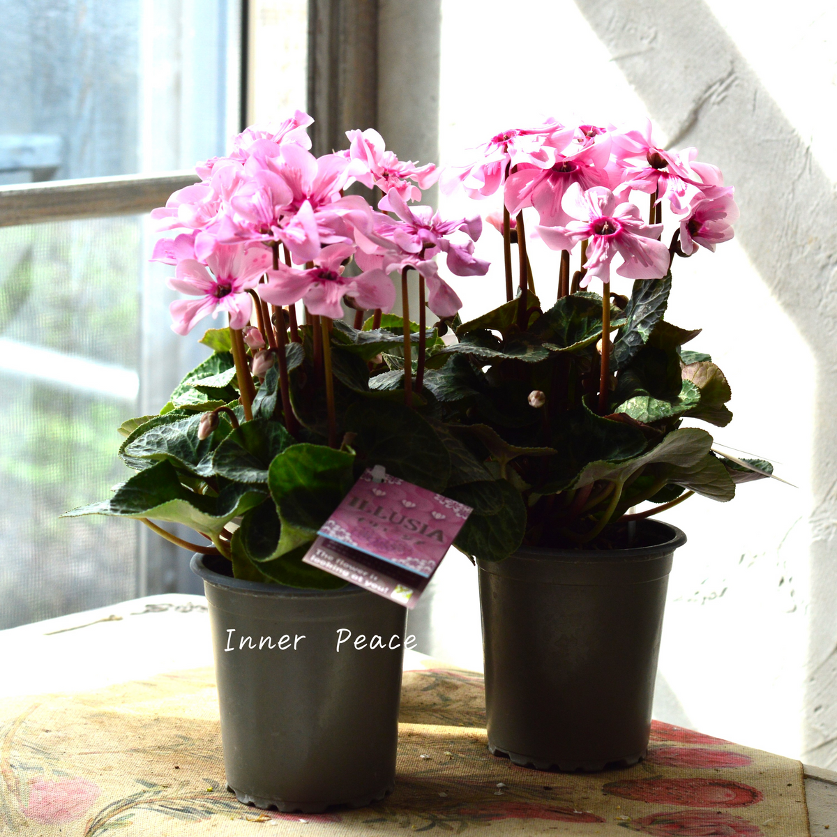 新品種】 ミニシクラメン 『イリュージア・ピンクラテ』 3寸硬質POT