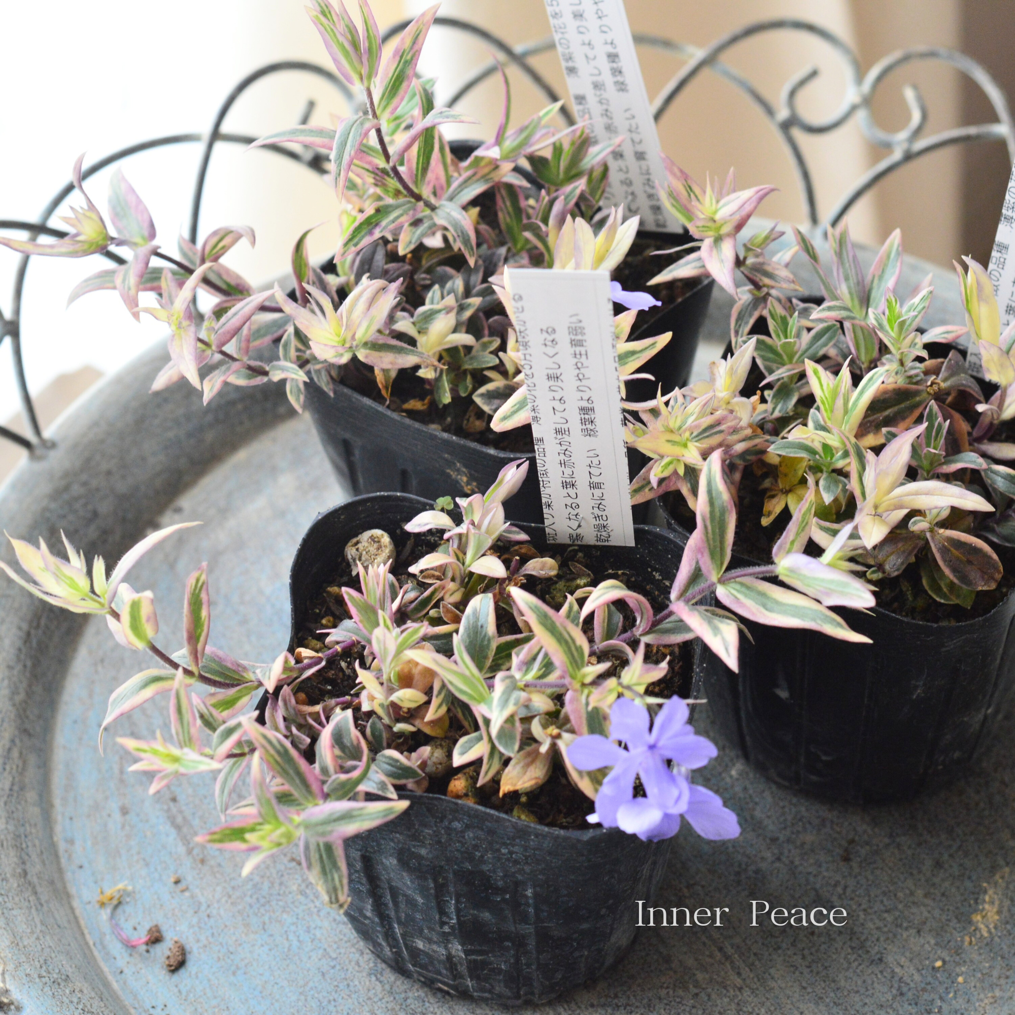 【宿根草】 斑入りフロックス 『モントローザトリカラー』　　3寸POT