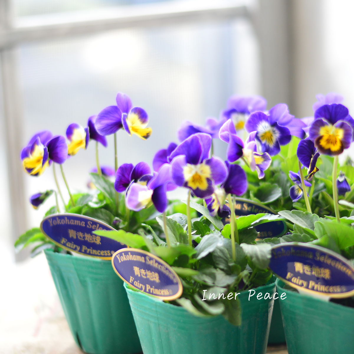 RYU❤️ビオレッタ❤️ ときめきビオラ❤️横浜セレクション6点 人気】 ビオラ 『横浜セレクション・青き地球』 3寸POT