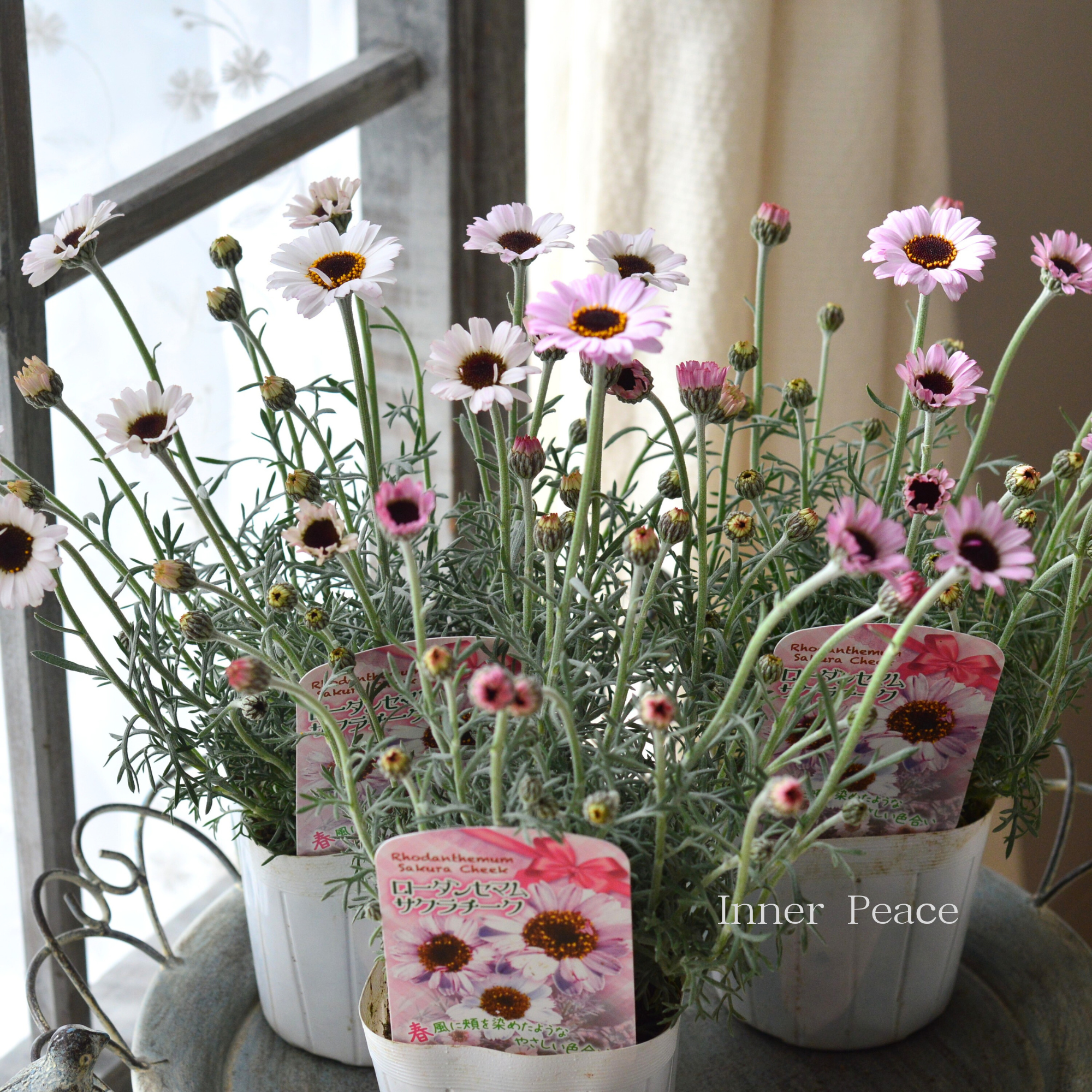 【New】 ローダンセマム　『サクラチーク』   3.5寸POT