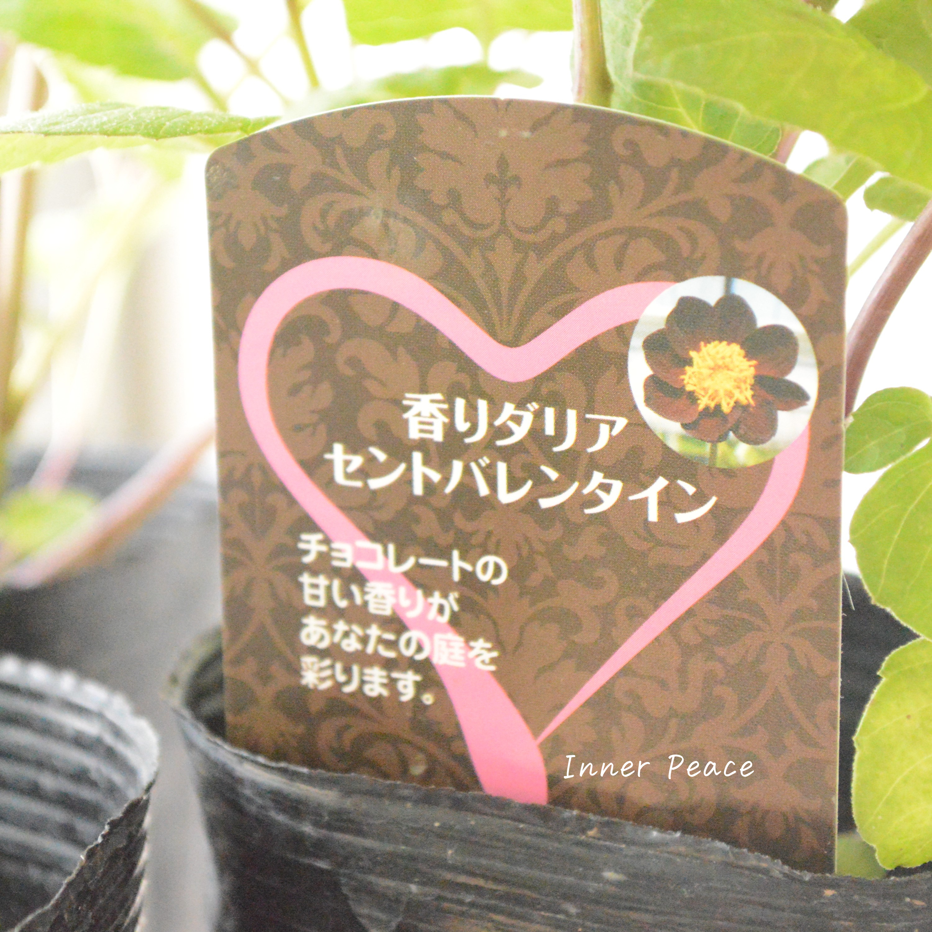 【香る】 香りダリア 『セントバレンタイン』　3.5号POT