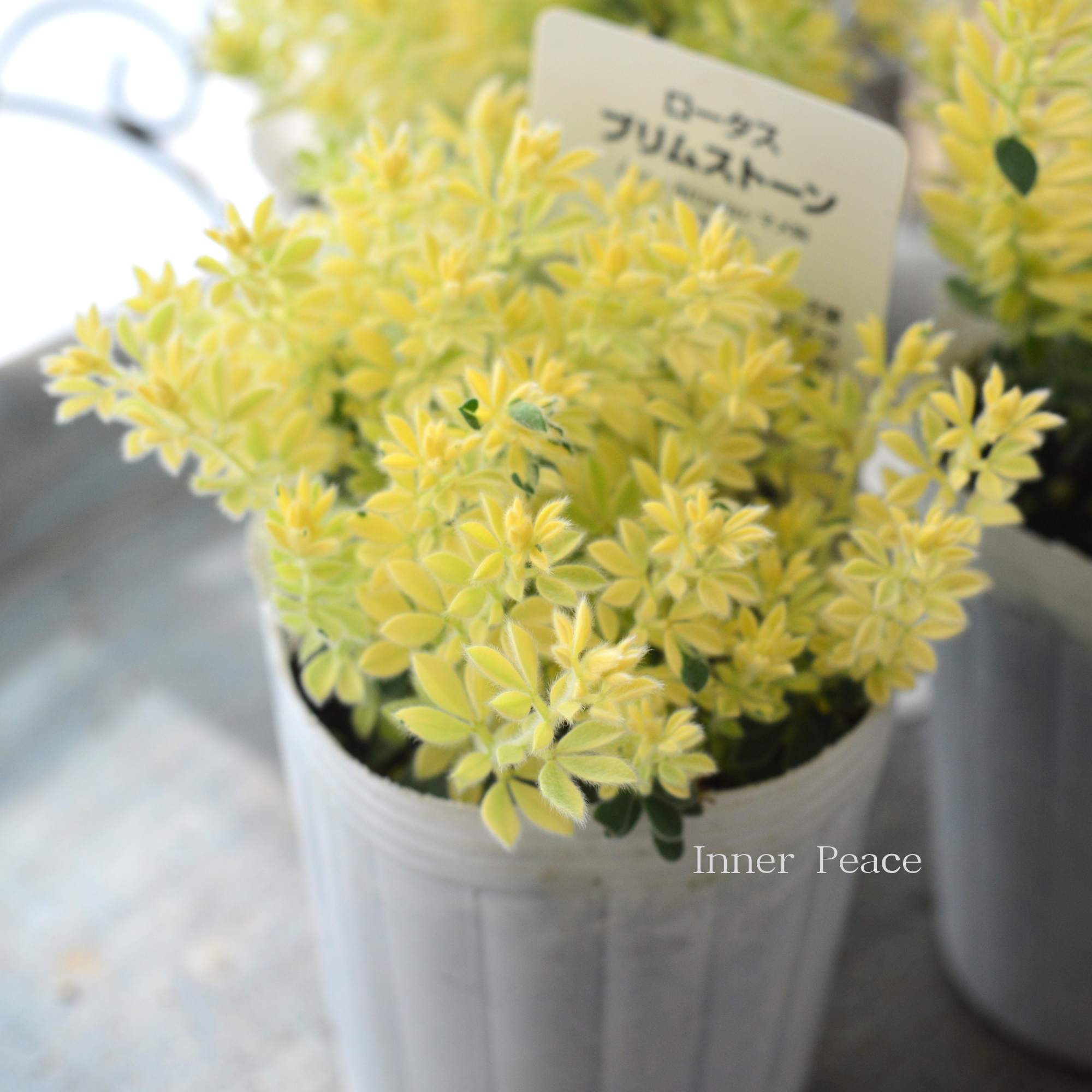 【暑さ寒さに強い】 ロータスブリムストーン　2.5寸POT