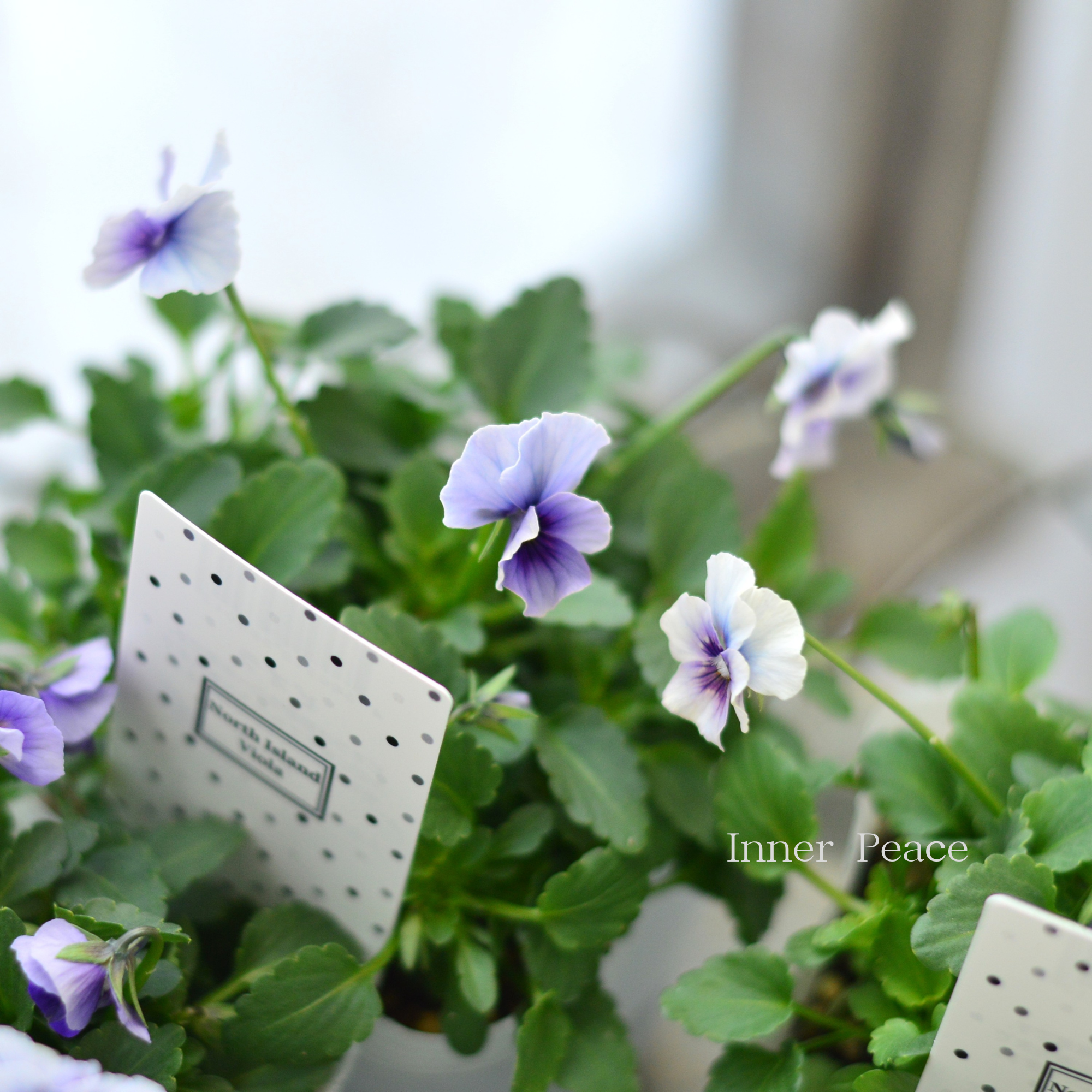 【北島園芸さん】 ビオラ　『試作品・②』　　3.5寸POT