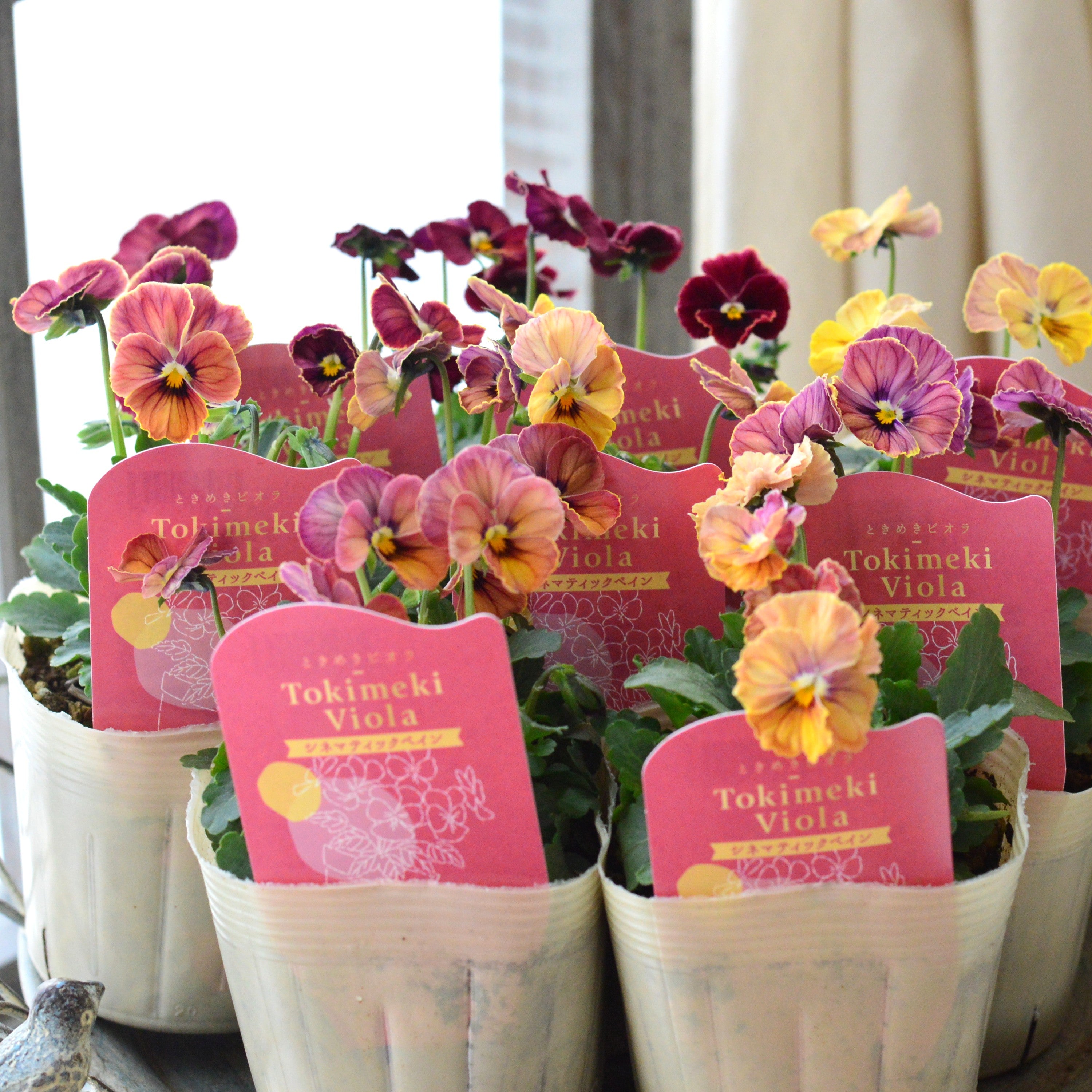 【奥田園芸さん】 ときめきビオラ　『シネマティックベイン』　3.5寸POT