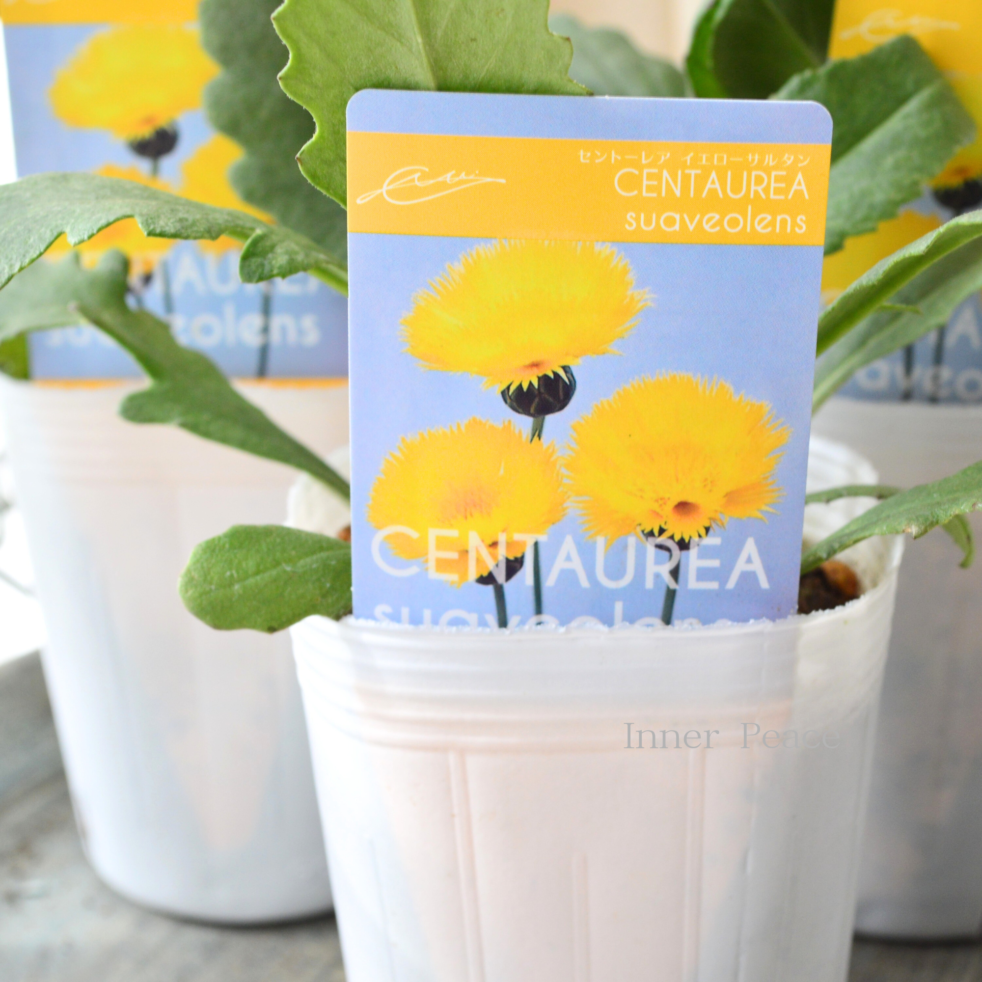 【寒さに強い】 セントーレア（矢車草） 『イエローサルタン』植え込み用　3寸POT