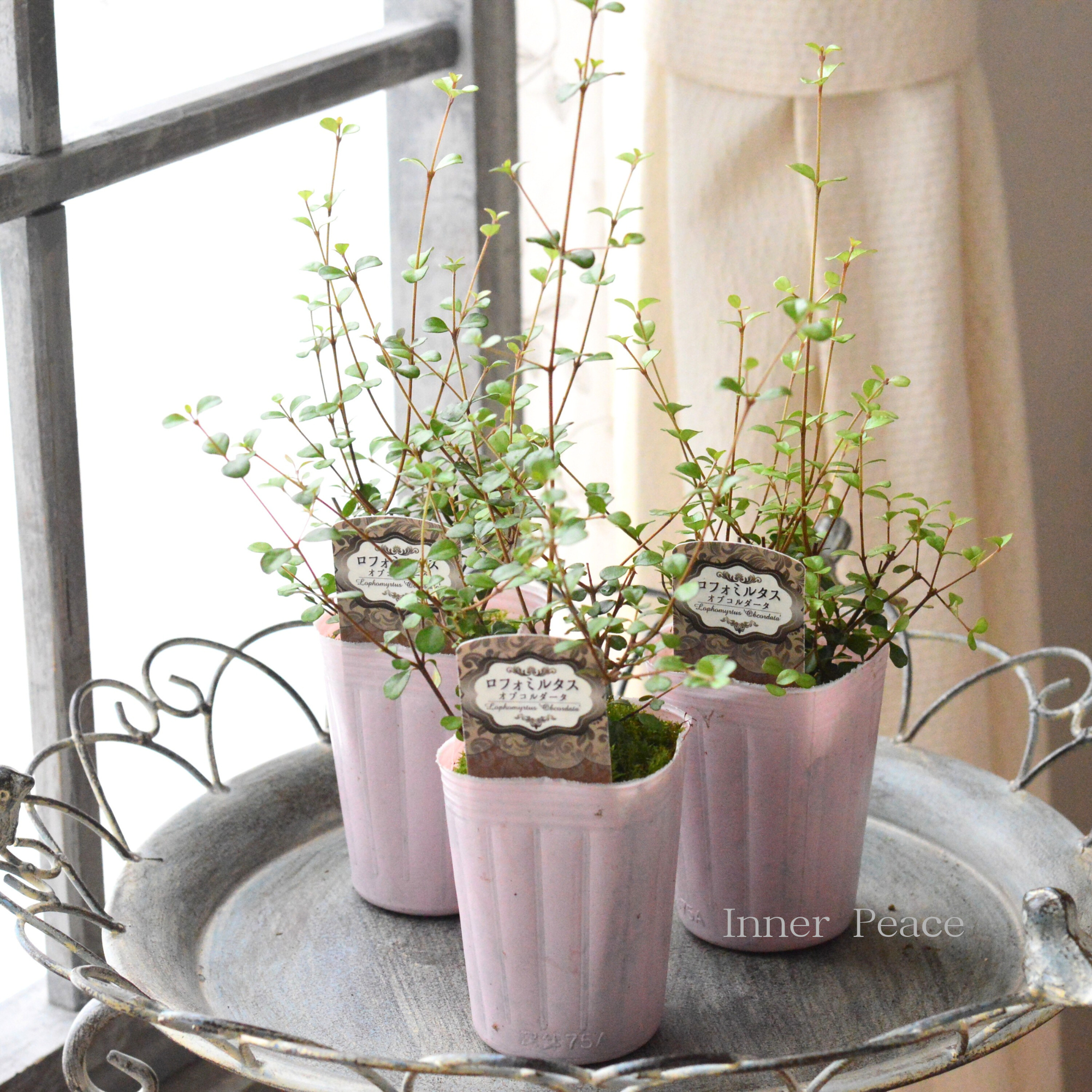 【寄せ植えに】 ロフォミルタス　『オブコルダータ』　　2.5寸ロングPOT