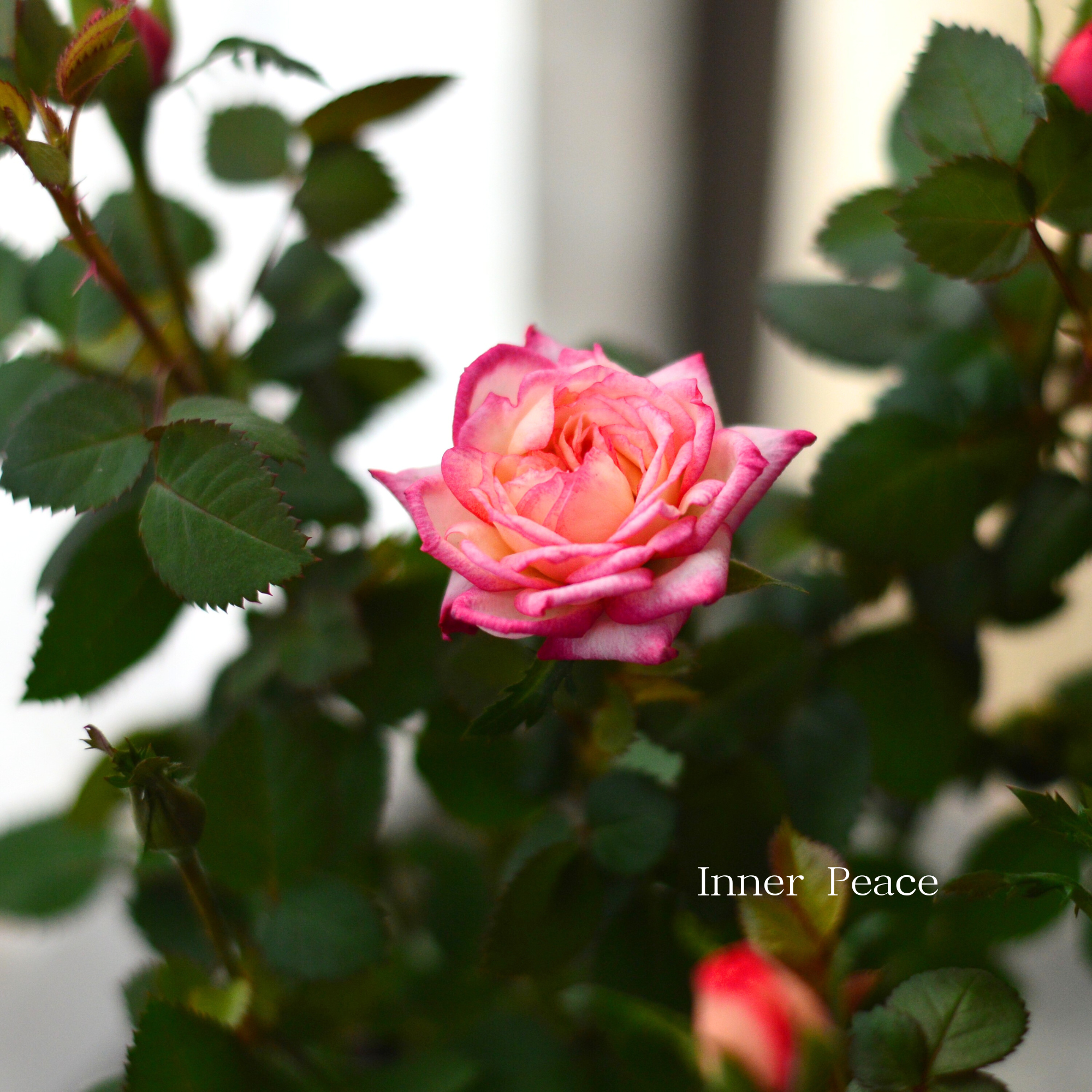 【分割できる】 ミニ薔薇  『コルダナ・ハーレクイン』  3寸POT