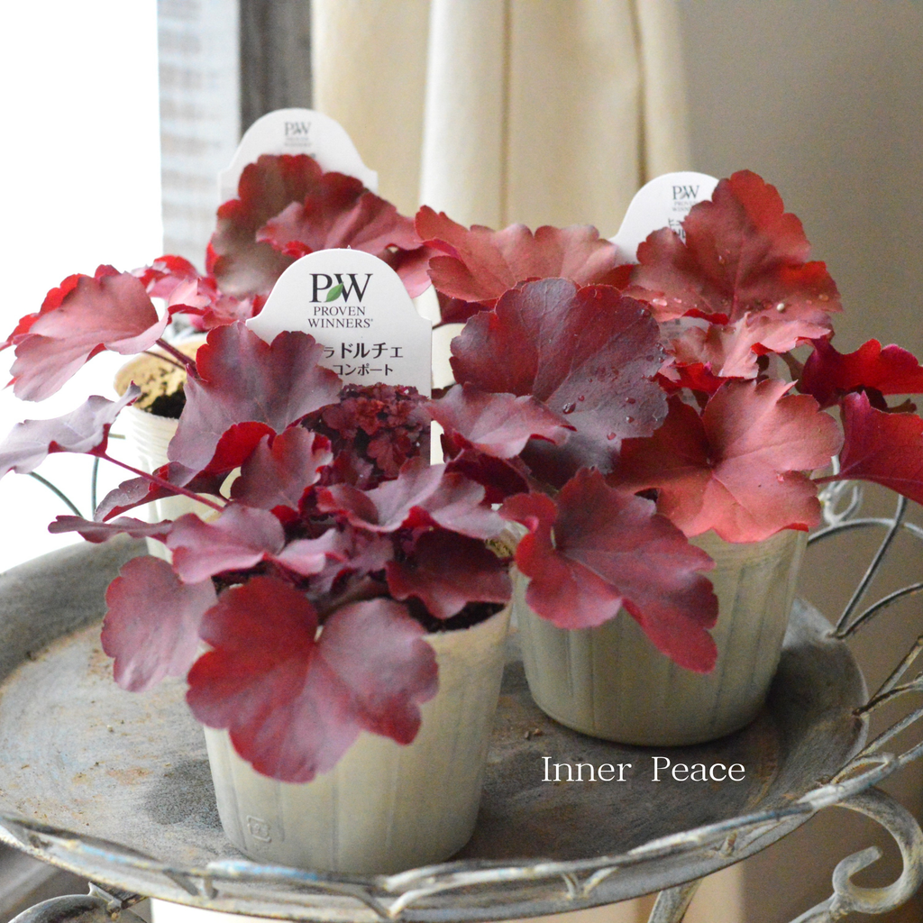 PW】 ヒューケラ ドルチェ 『チェリーコンポート』 3.5寸POT