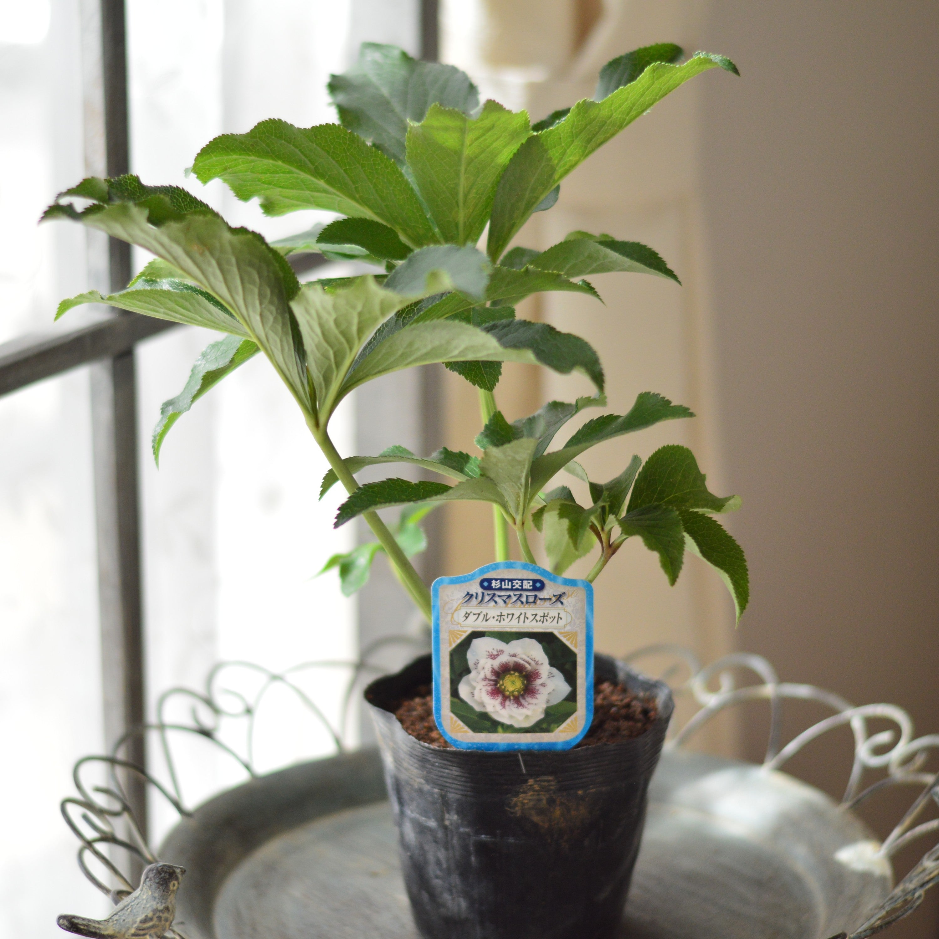 【杉光園芸さん】  クリスマスローズ　『ダブル・ホワイトスポット』　　4寸POT