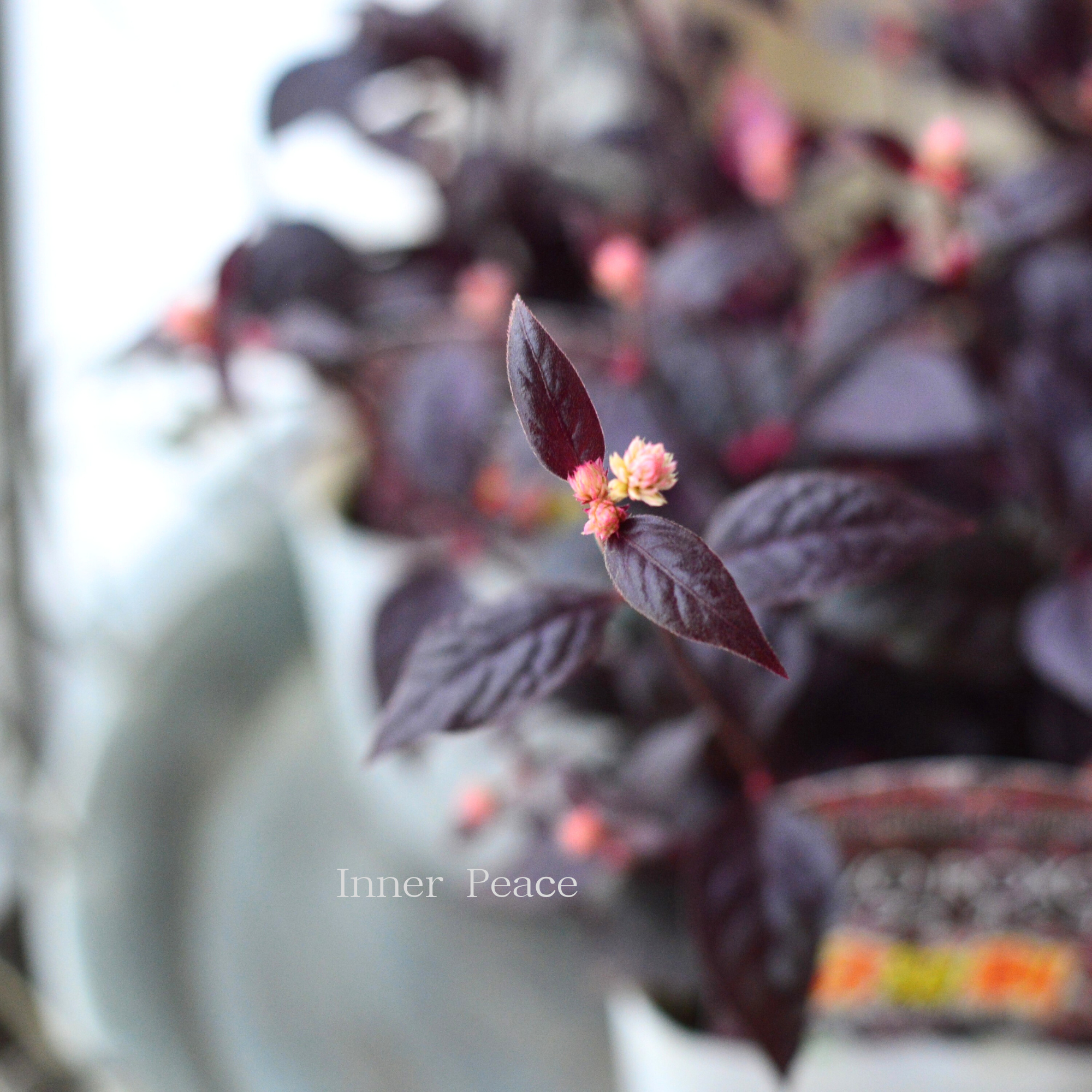 【２本植え！】 アルテルナンテラ　『オーヴォホショ』　3.5寸POT