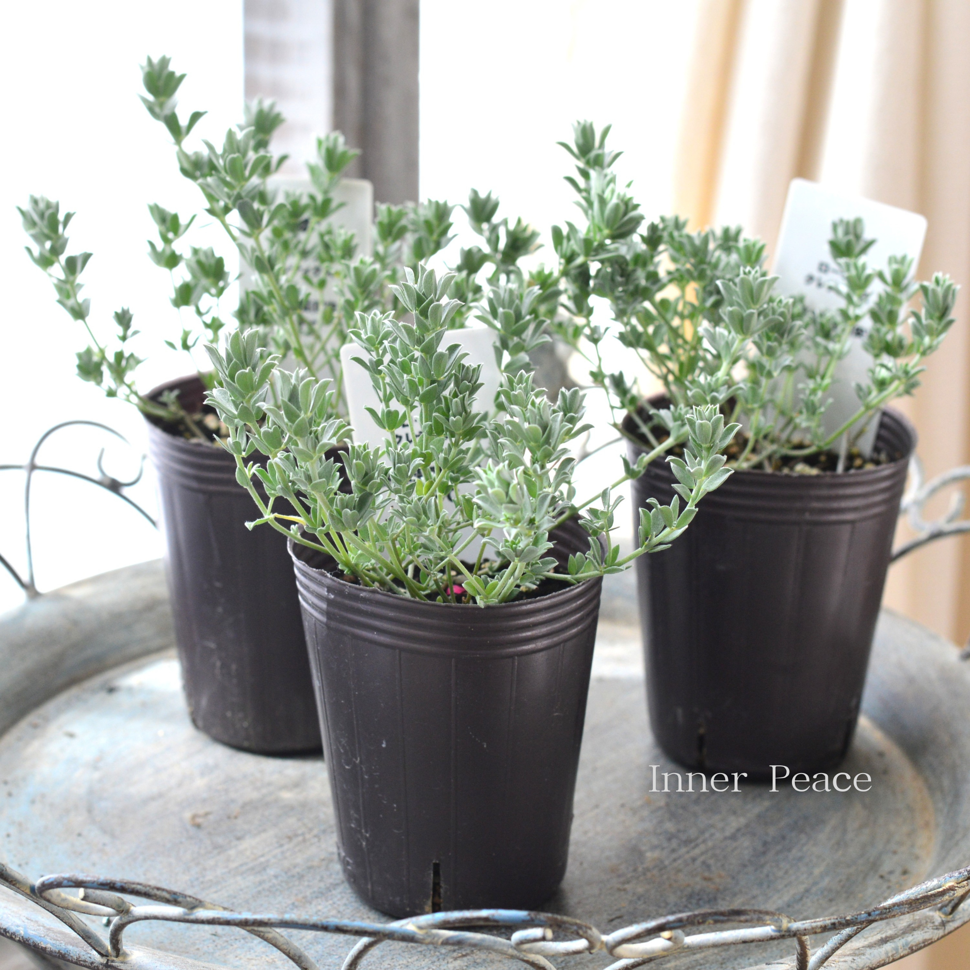 【寄せ植えに】 ロータス  『クレティクス』　2.5～3寸POT