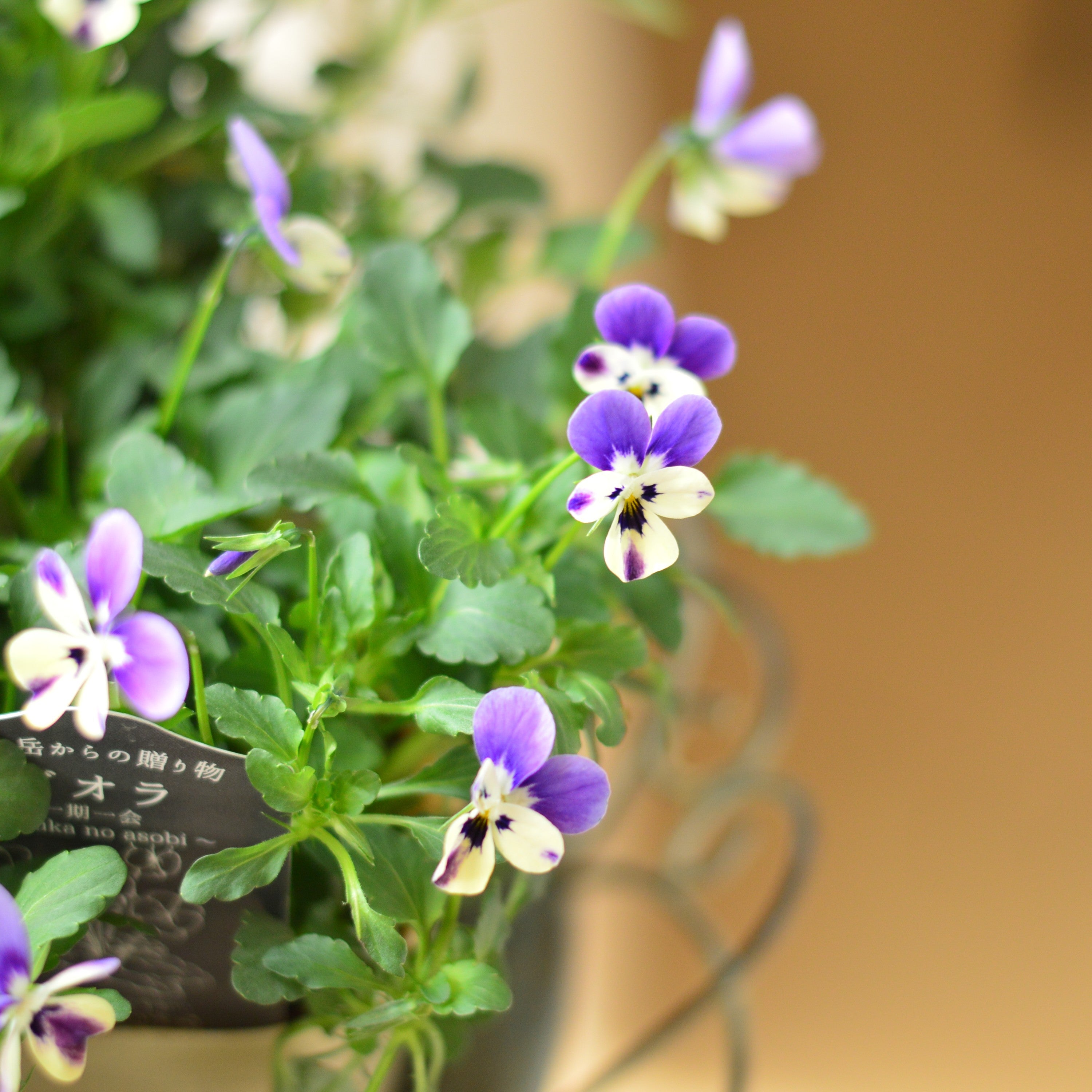 ビオラ　viola 年末年始1月3日まで限定出品 ビオラ viola 年末年始1月3日まで限定出品