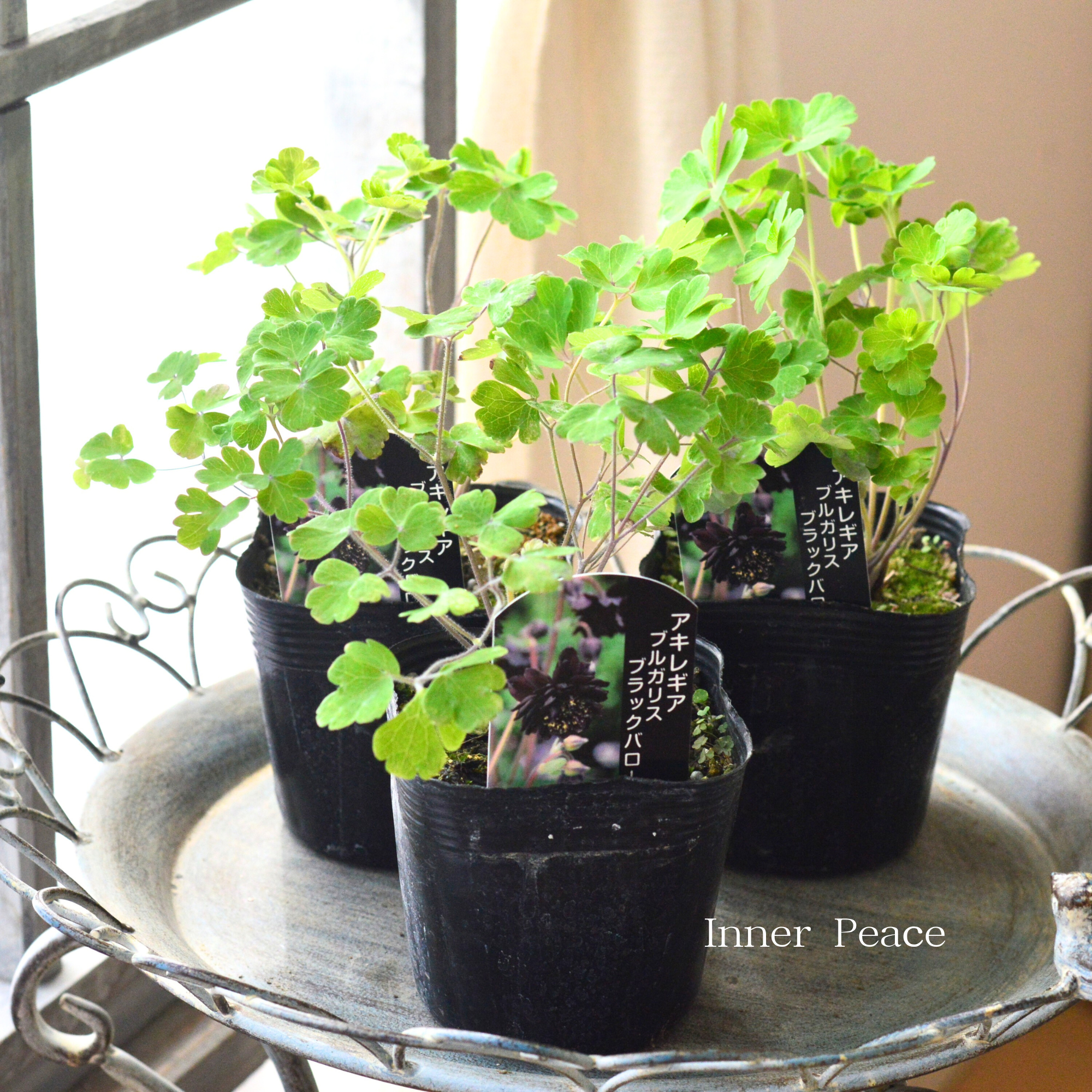 【八重咲き】 西洋オダマキ 『バロー・ブラック』　  3.5寸POT