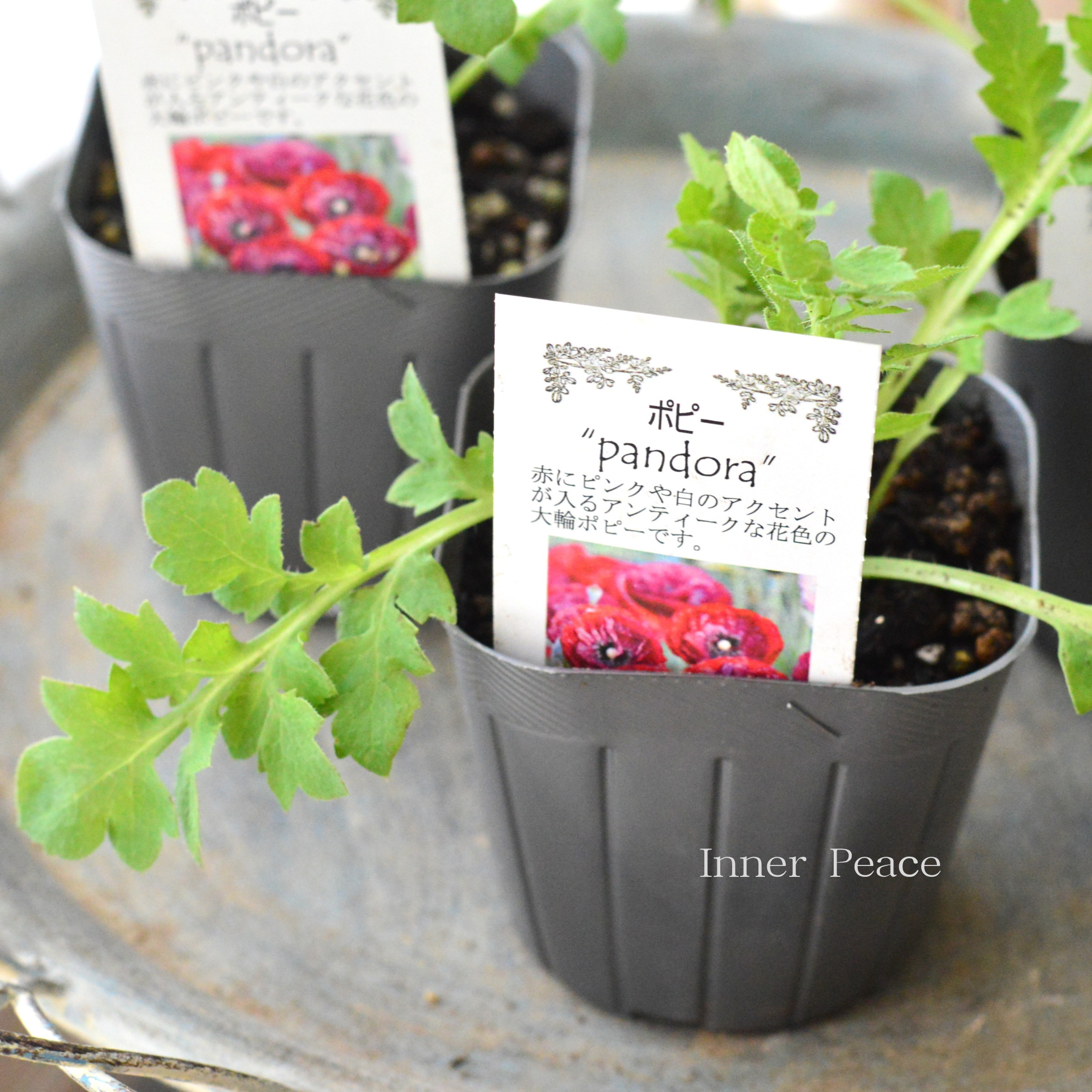 【シック】 ポピー 『パンドラ』  植え込み用　3寸POT