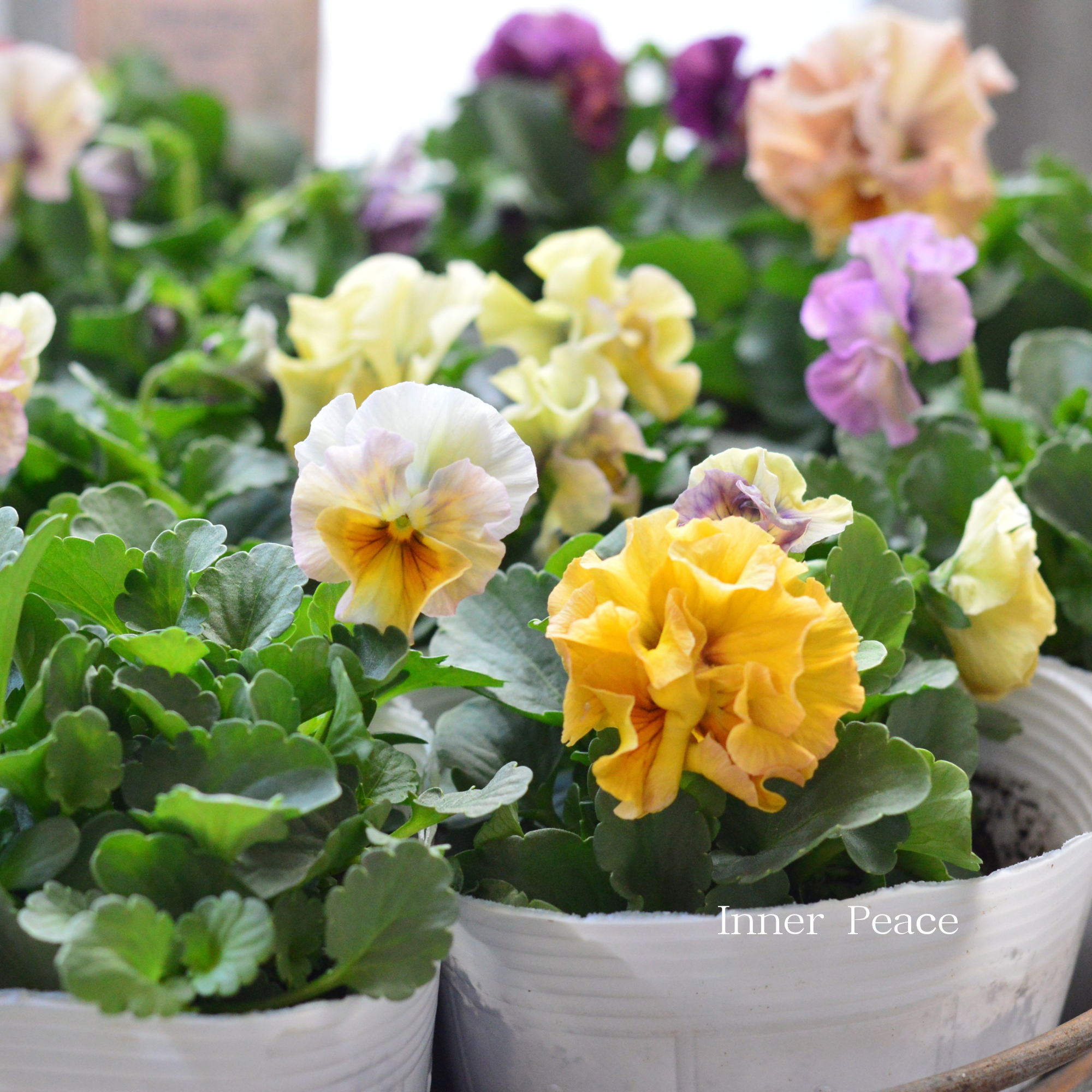 【かわいい】 ビオラ 『アイクルール』　3.5寸POT