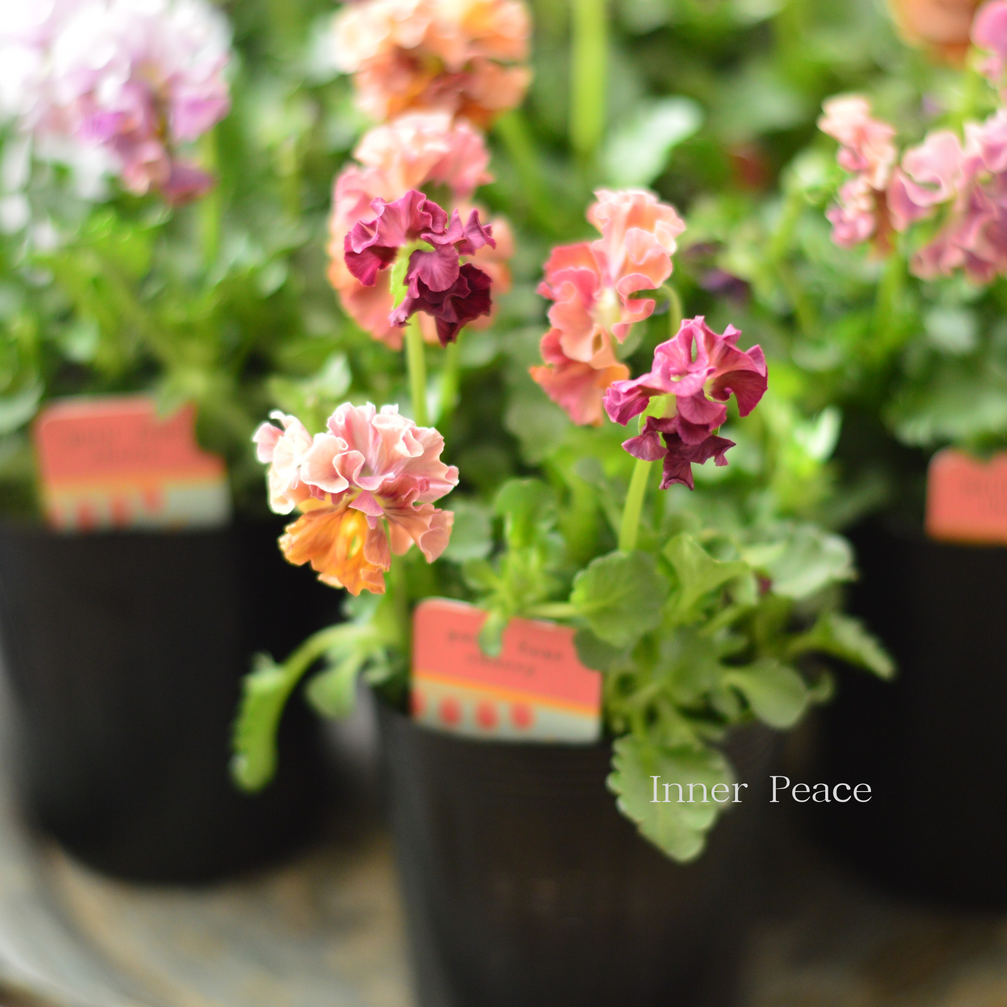 【ハルグリンさん】 ビオラ　『プティフール・チェリー』　　3寸POT