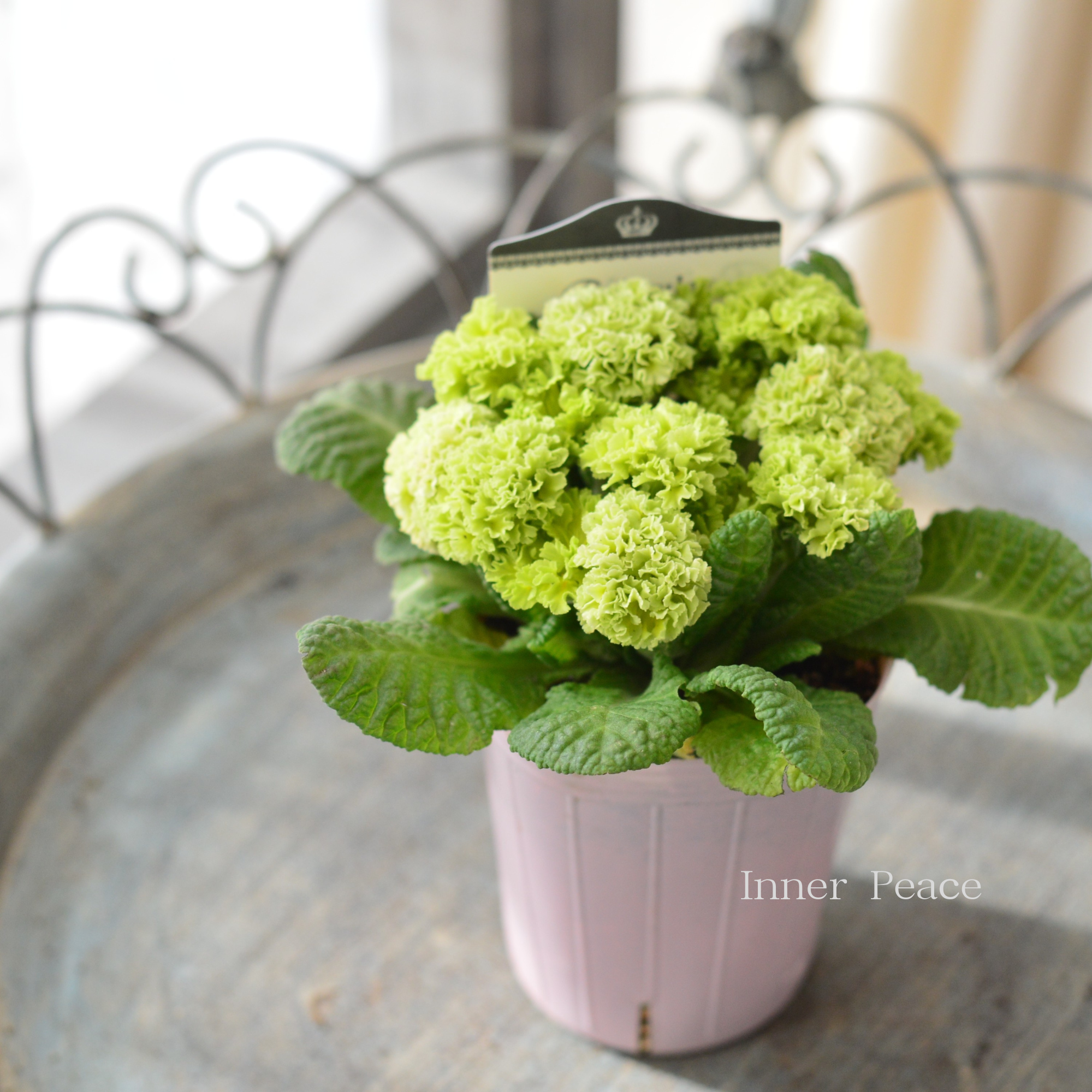 【k-plantsさん】 フリンジ咲き プリムラ 『クラシカルラパン・B』  　2.5寸ロングPOT