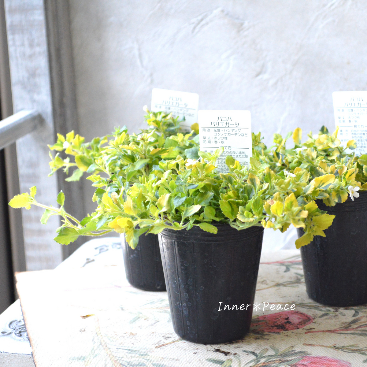 斑入り】バコパ 『ライムバリエガータ』 2.5寸POT