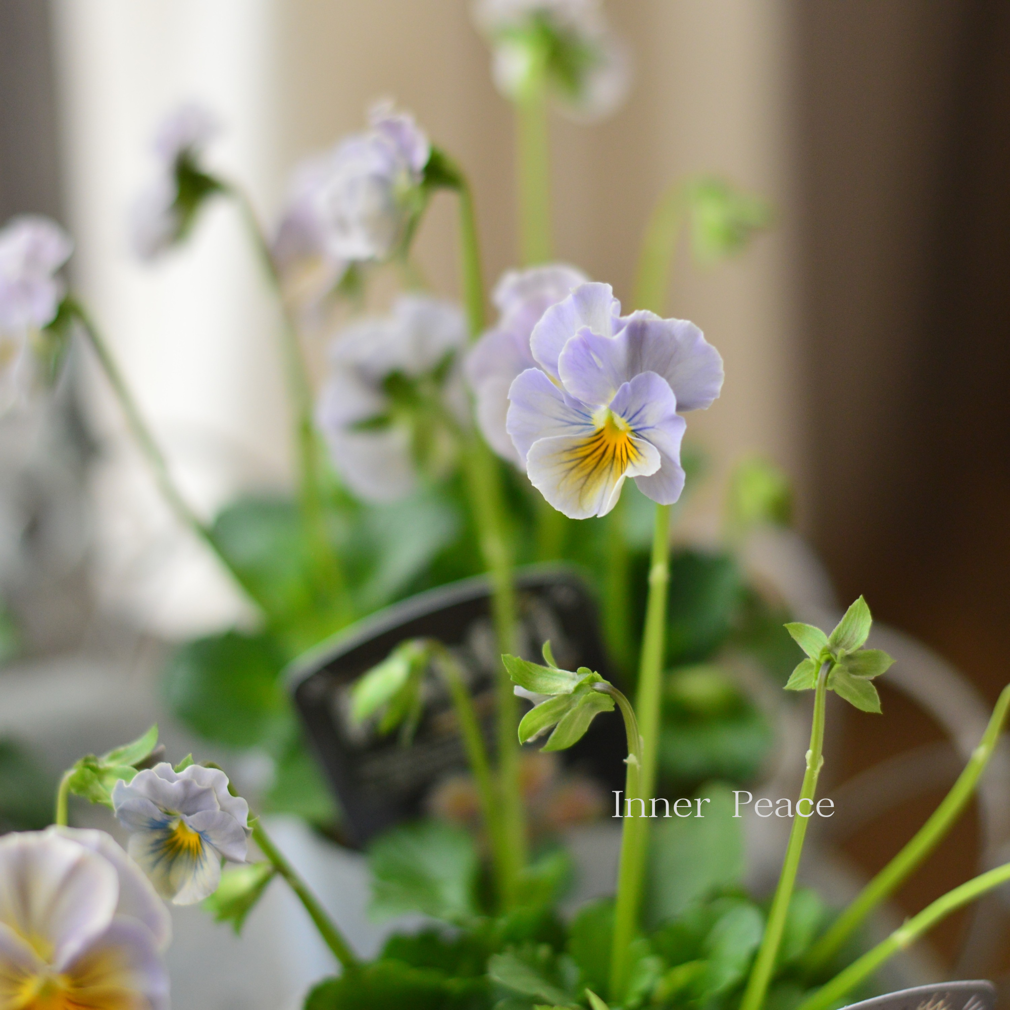 【桂楓園さんオリジナル】 パンジー　『pasfri  ～パスフリ～・5番』   3.5寸POT