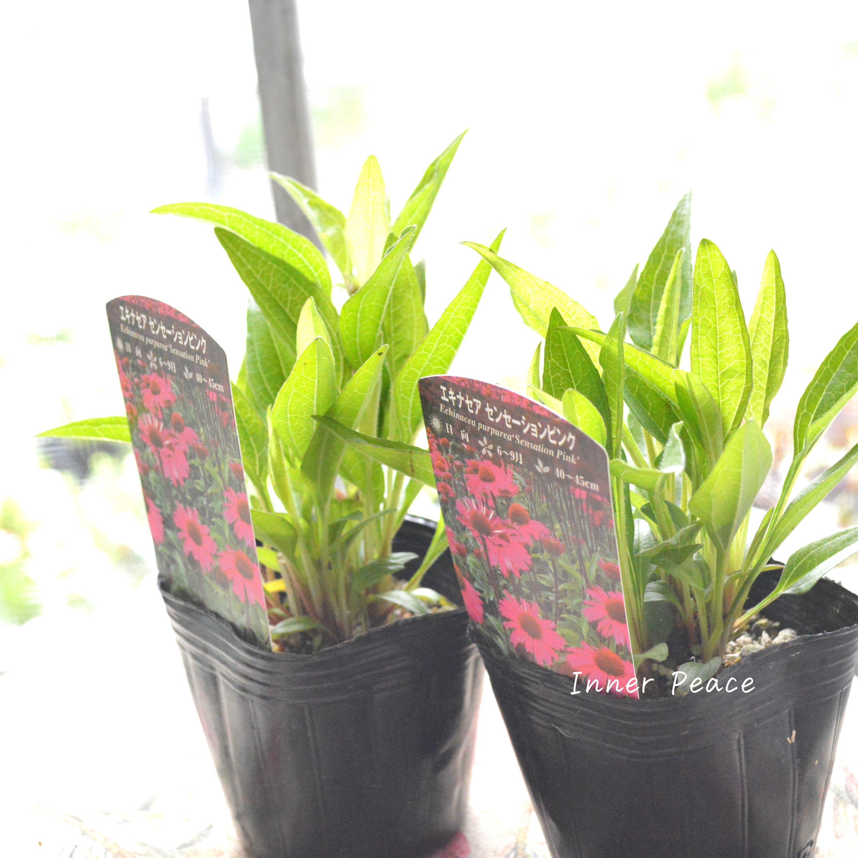 【暑さ寒さに強い】 エキナセア　『センセーションピンク』植え込み用　3寸POT