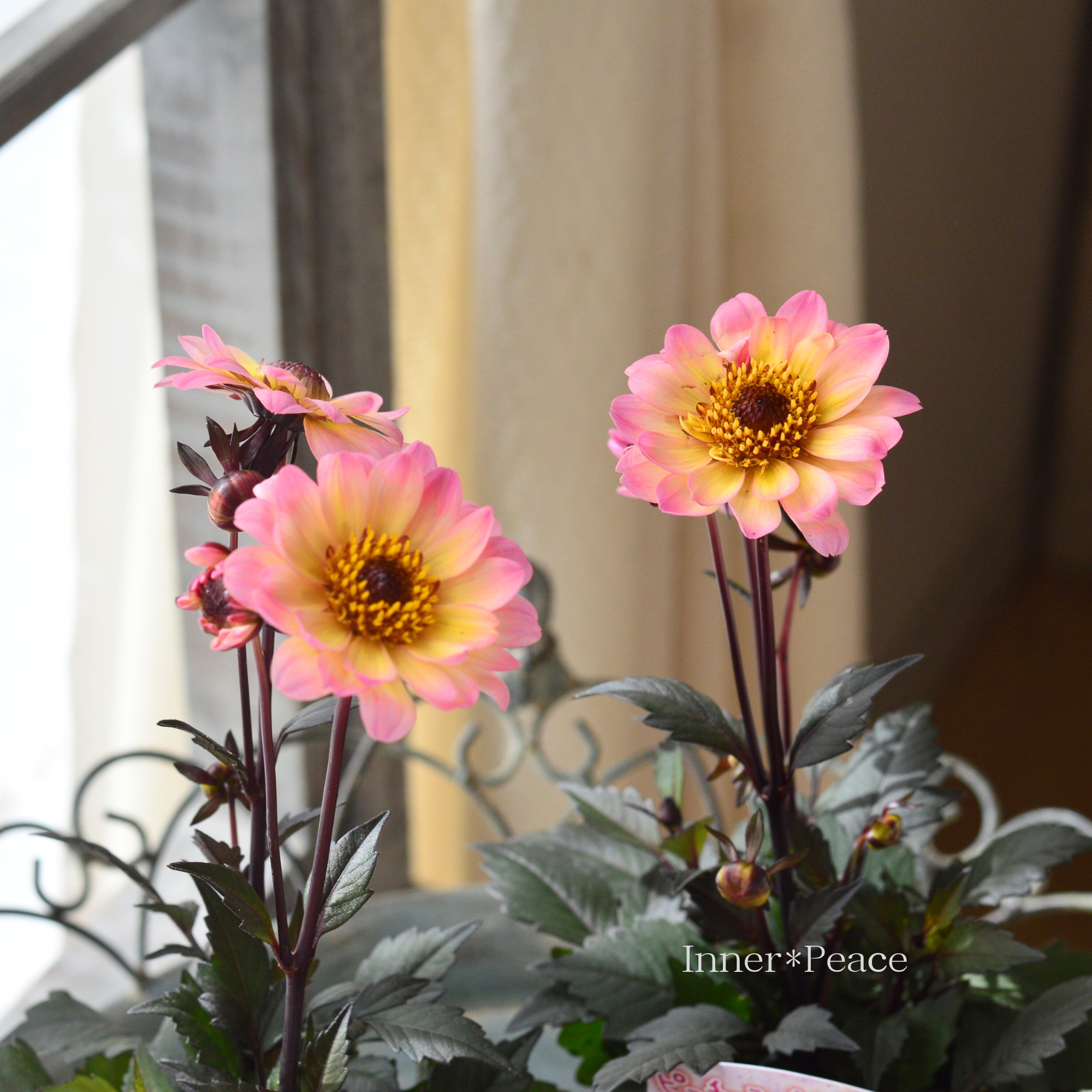 【宿根】 銅葉 ぷちダリア　 『ピーチーラバーズ』　　3.5寸POT