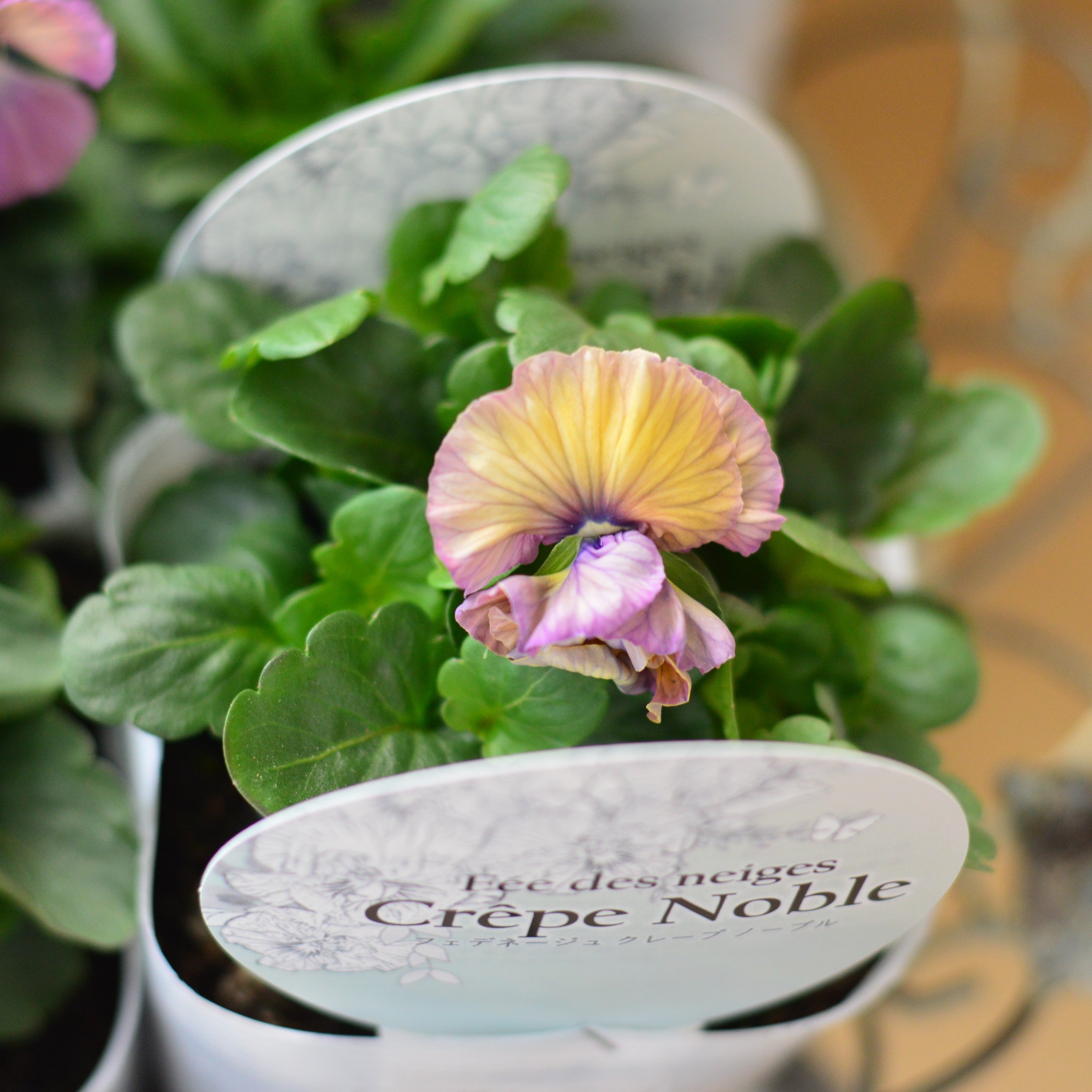 【美しい】 パンジー 『フェデネージュ・クレープノーブル』　3.5寸POT