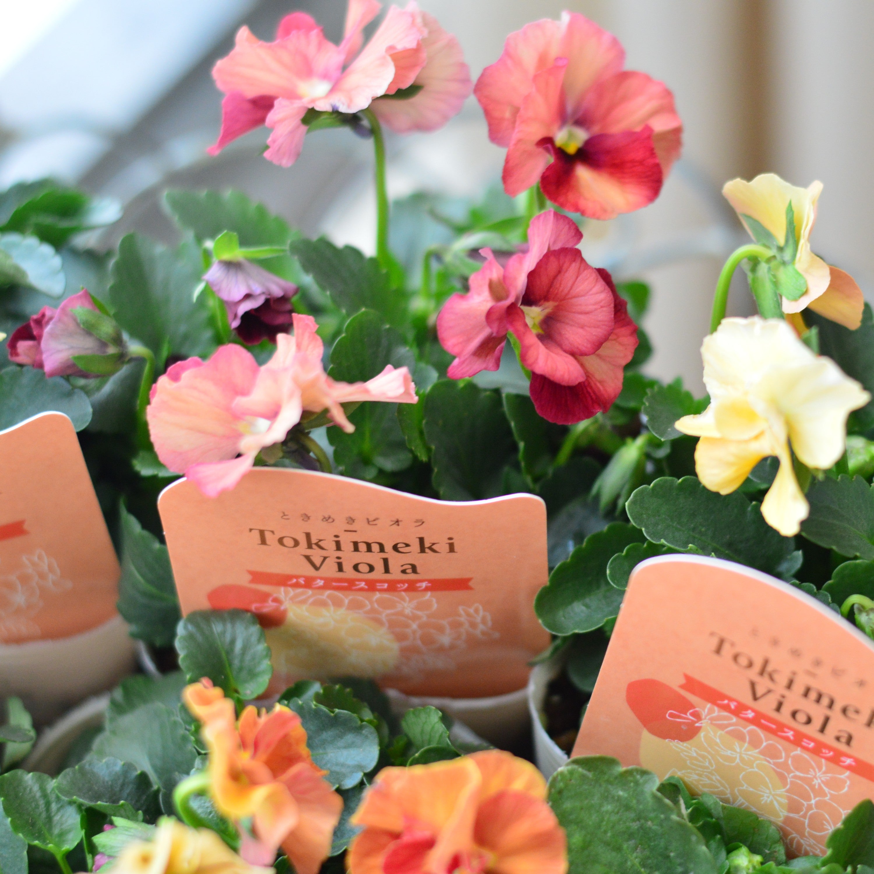 【希少】 ときめきビオラ　『バタースコッチ』　3.5寸POT