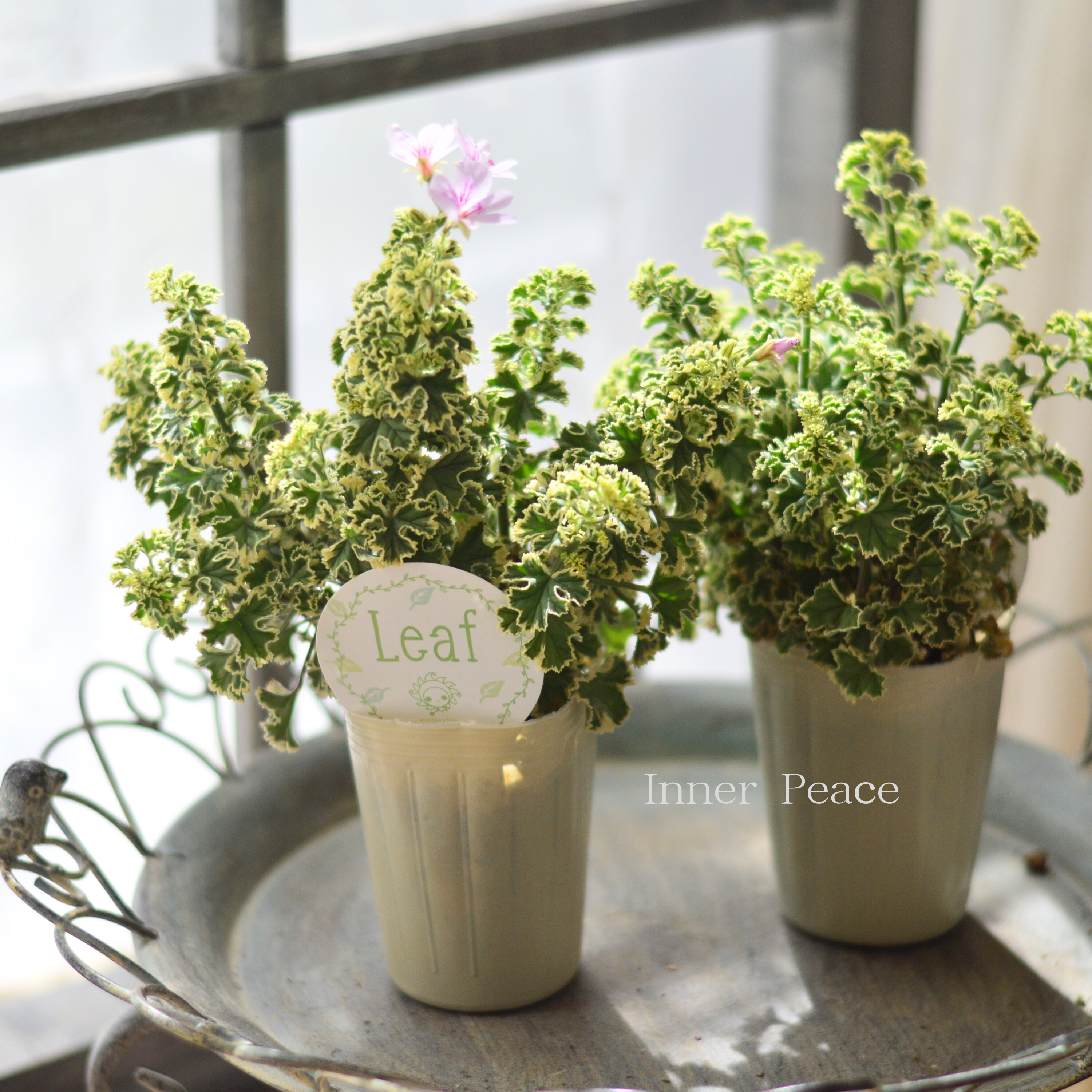 【良い香り】  斑入りゼラニウム 『レモン』　2.5寸～3寸ロングPOT
