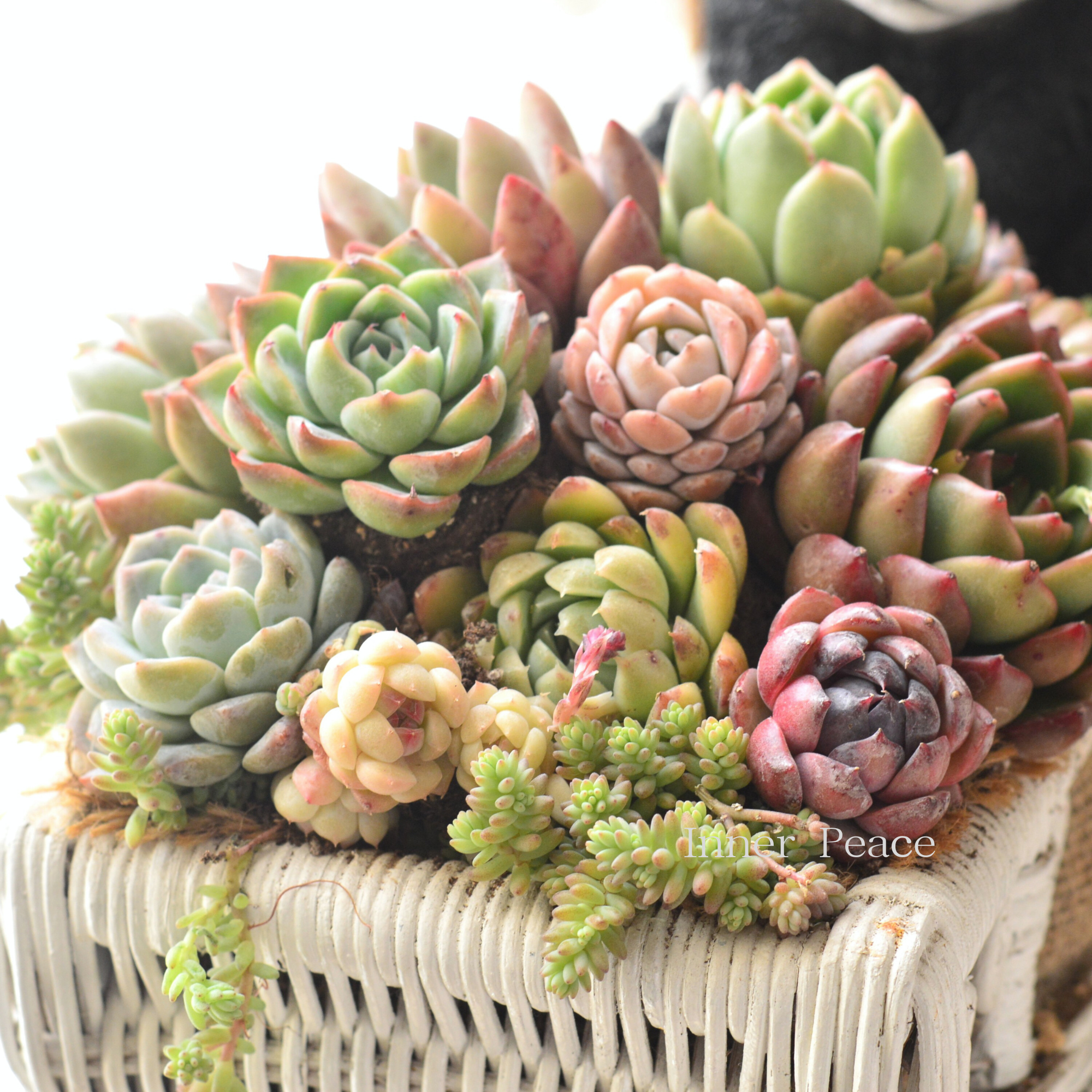 多肉植物の寄せ植え　（パンダとカート付き）