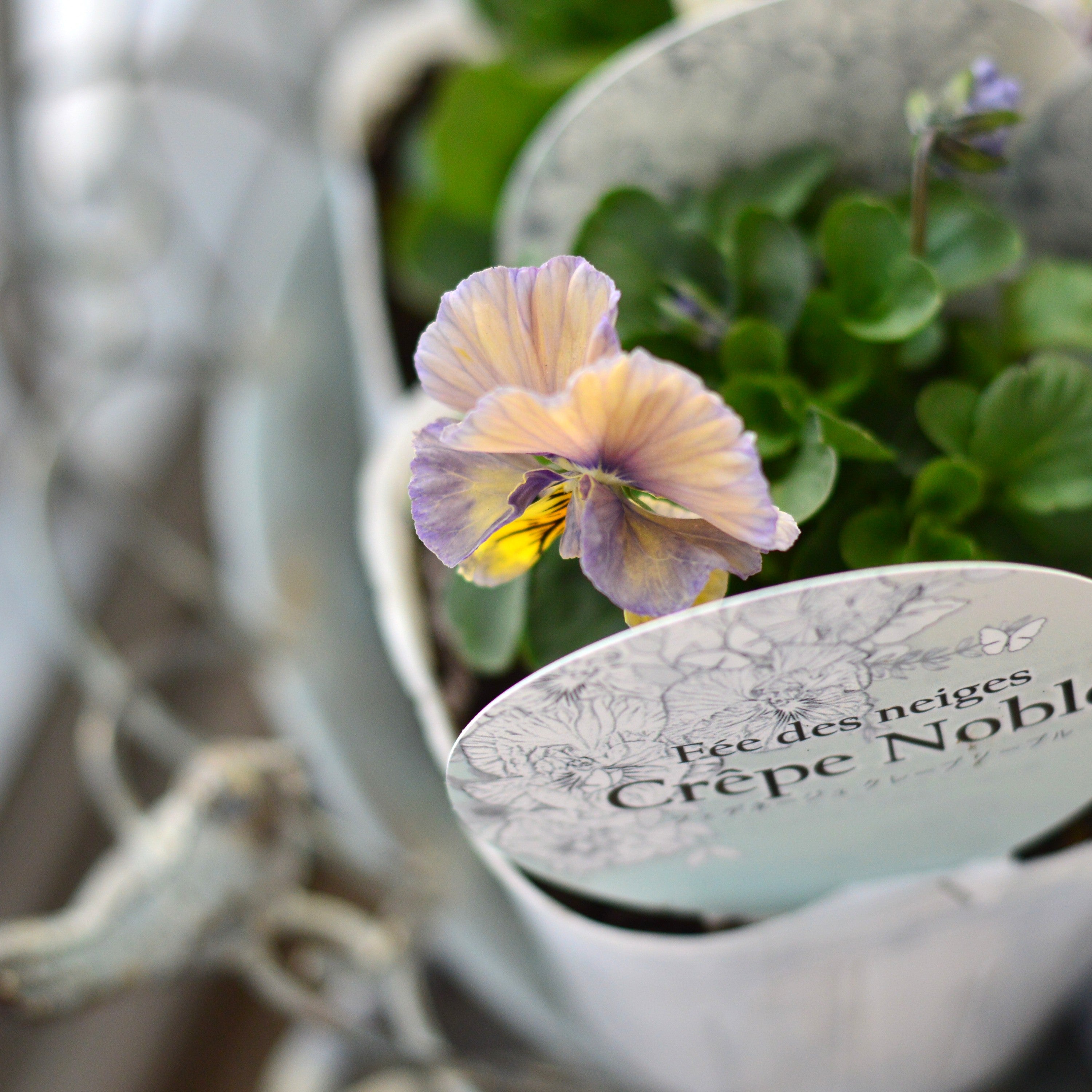 【美しい】 パンジー 『フェデネージュ・クレープノーブル』　3.5寸POT