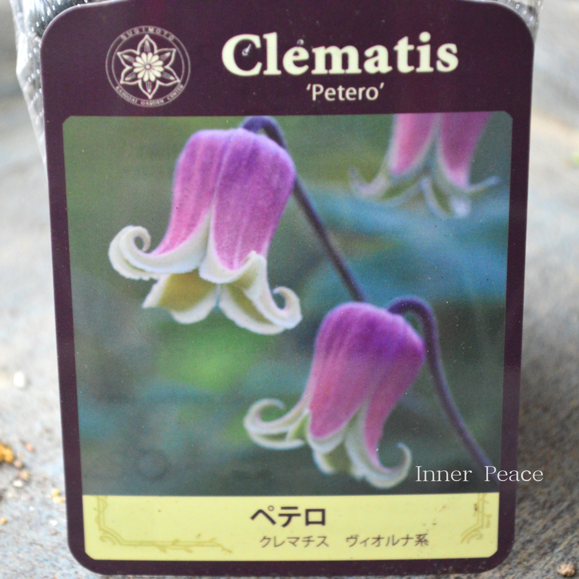 【春日井園芸センター】 クレマチス  ヴィオルナ系 『ペテロ』　　3寸POT