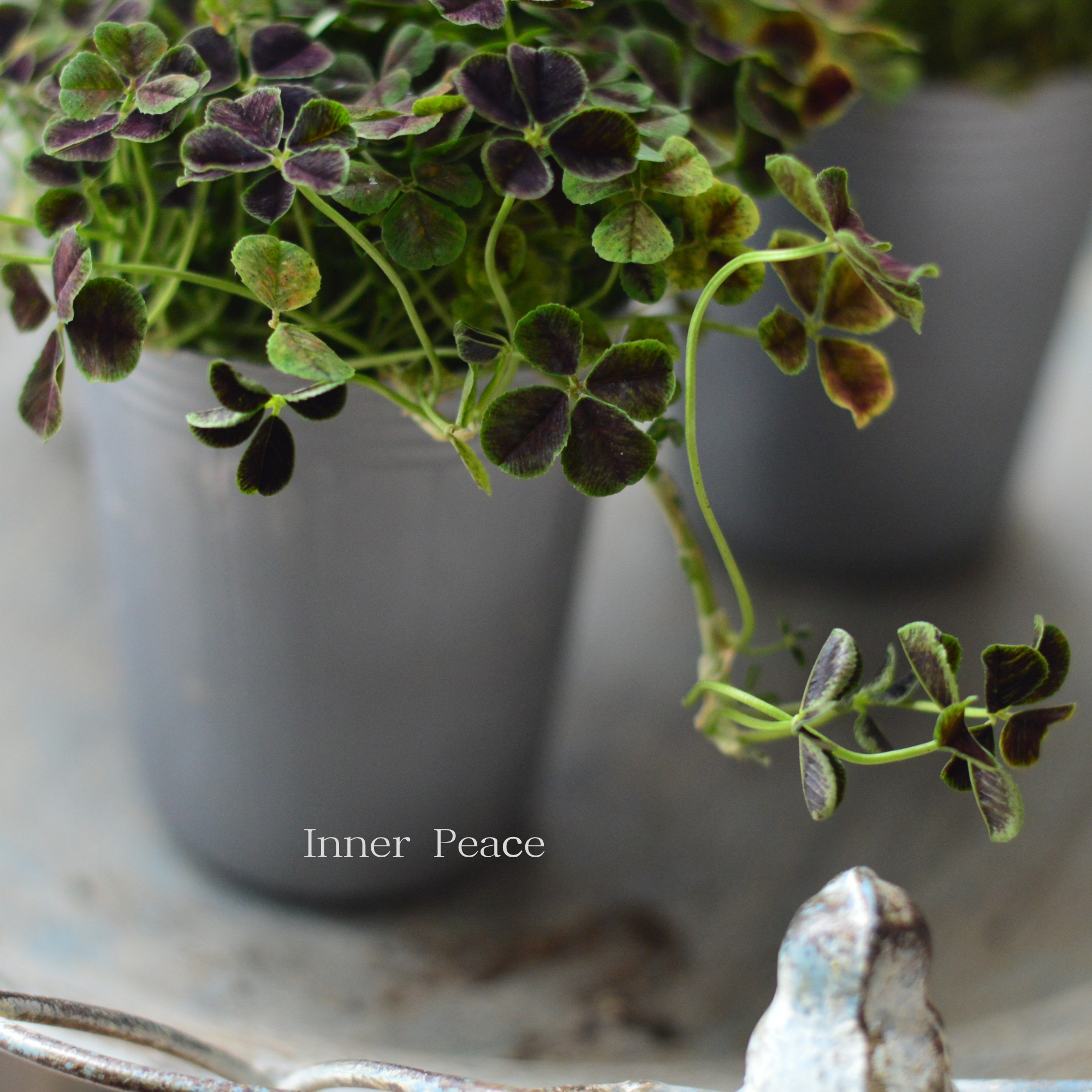 【寄せ植えに】 プリンセスクローバー　『ニグリガンズ』　　2.5寸ロングPOT