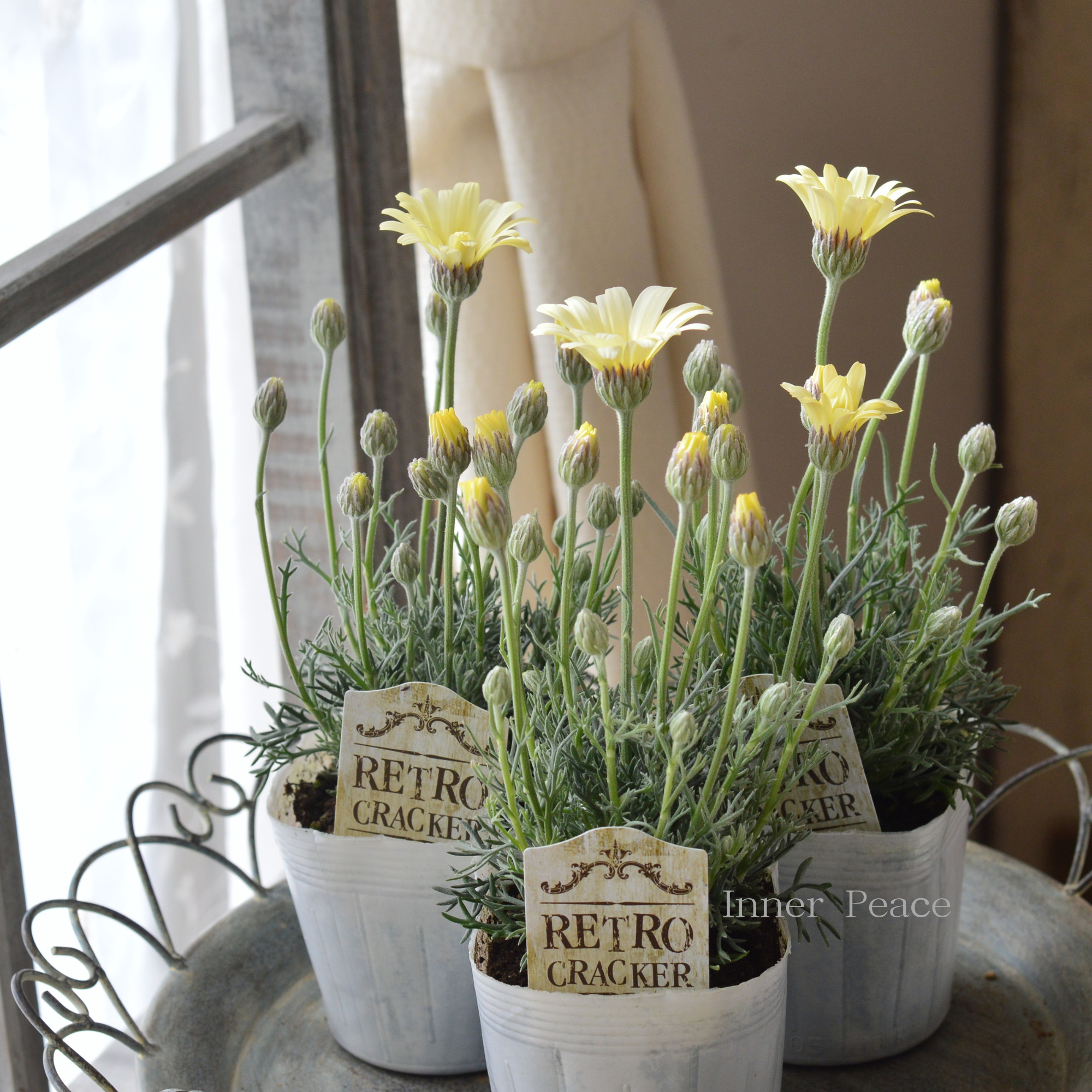 【大人かわいい】 ローダンセマム　『レトロクラッカー』 　3.5寸POT