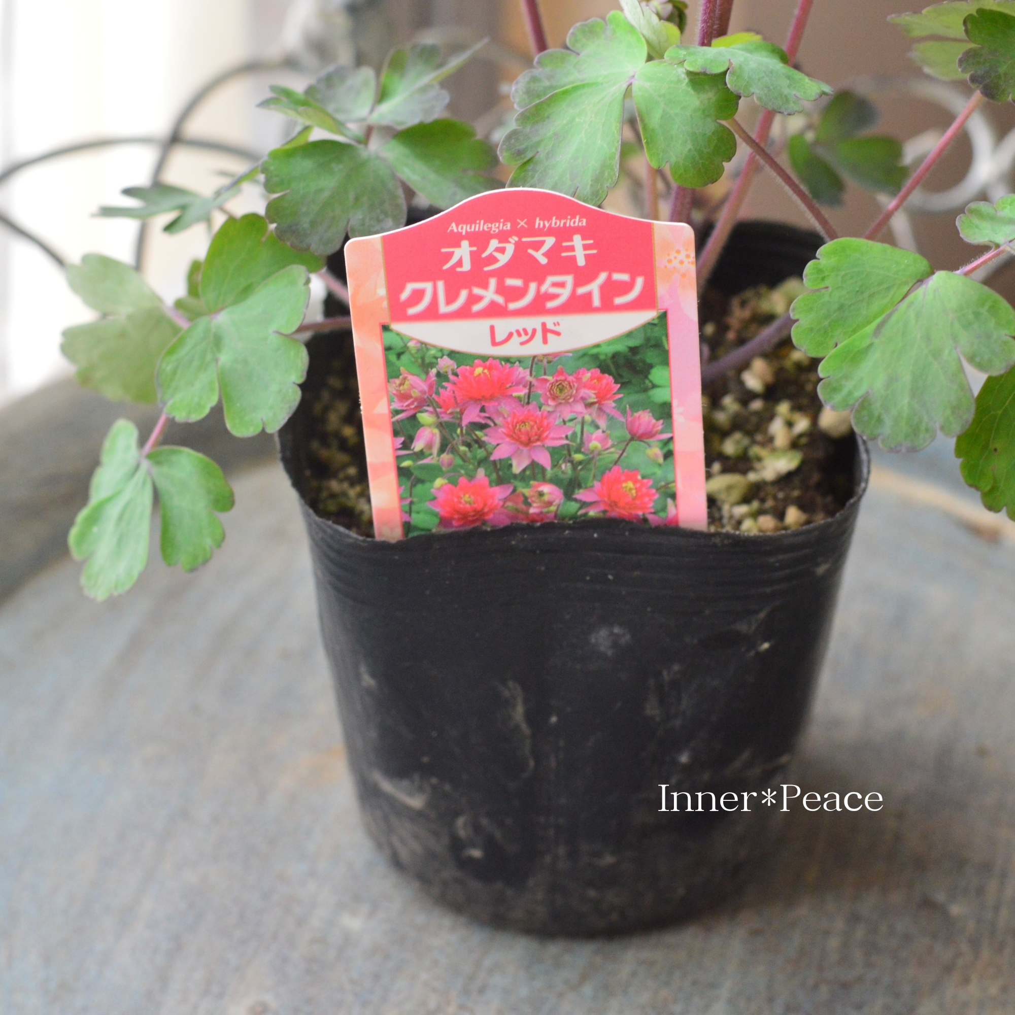 【八重咲き】 オダマキ・クレメンタイン 『レッド』　　3.5寸POT