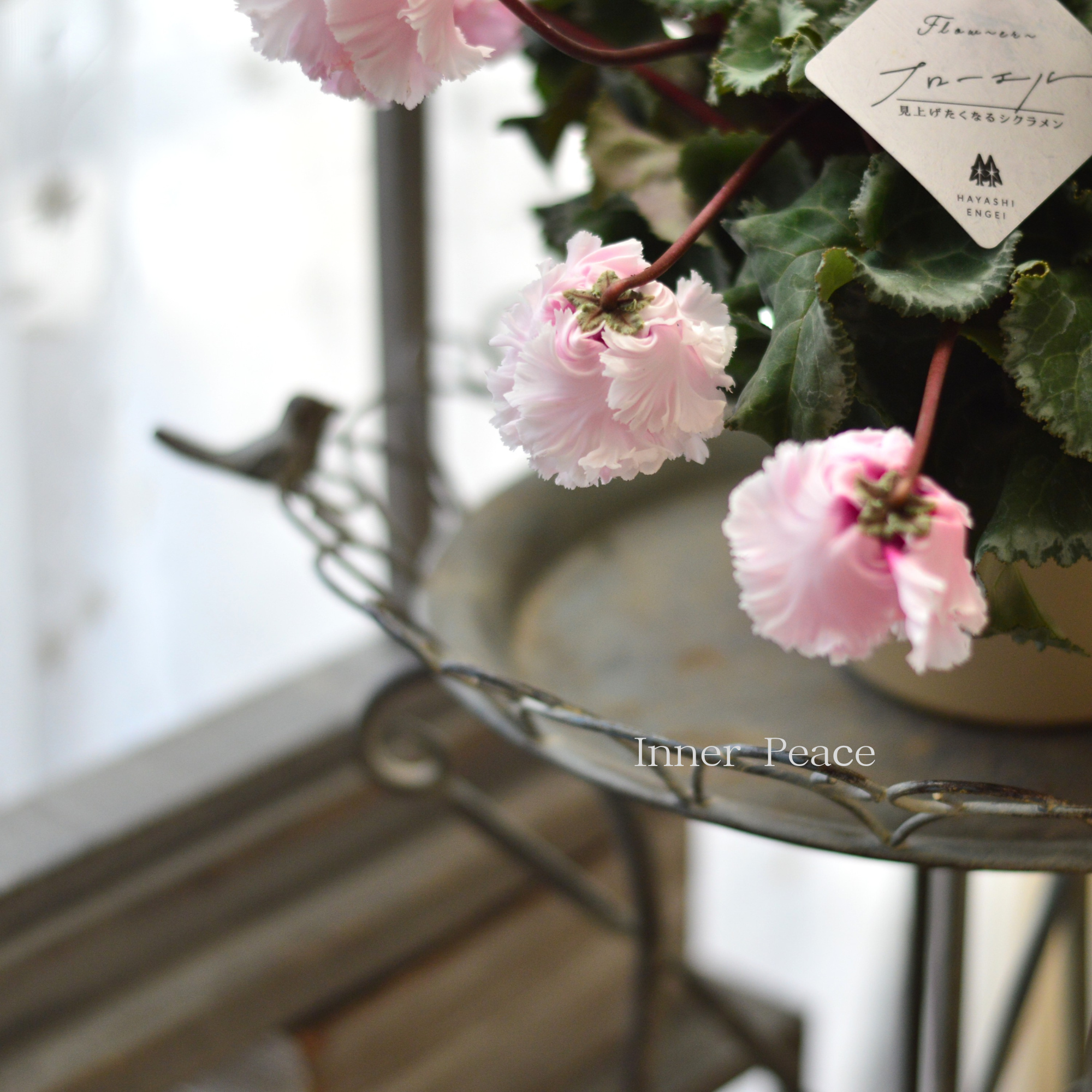 【見上げて楽しむ】 シクラメン 『FLOW～er～フローエル・ライトピンク』　　５号鉢