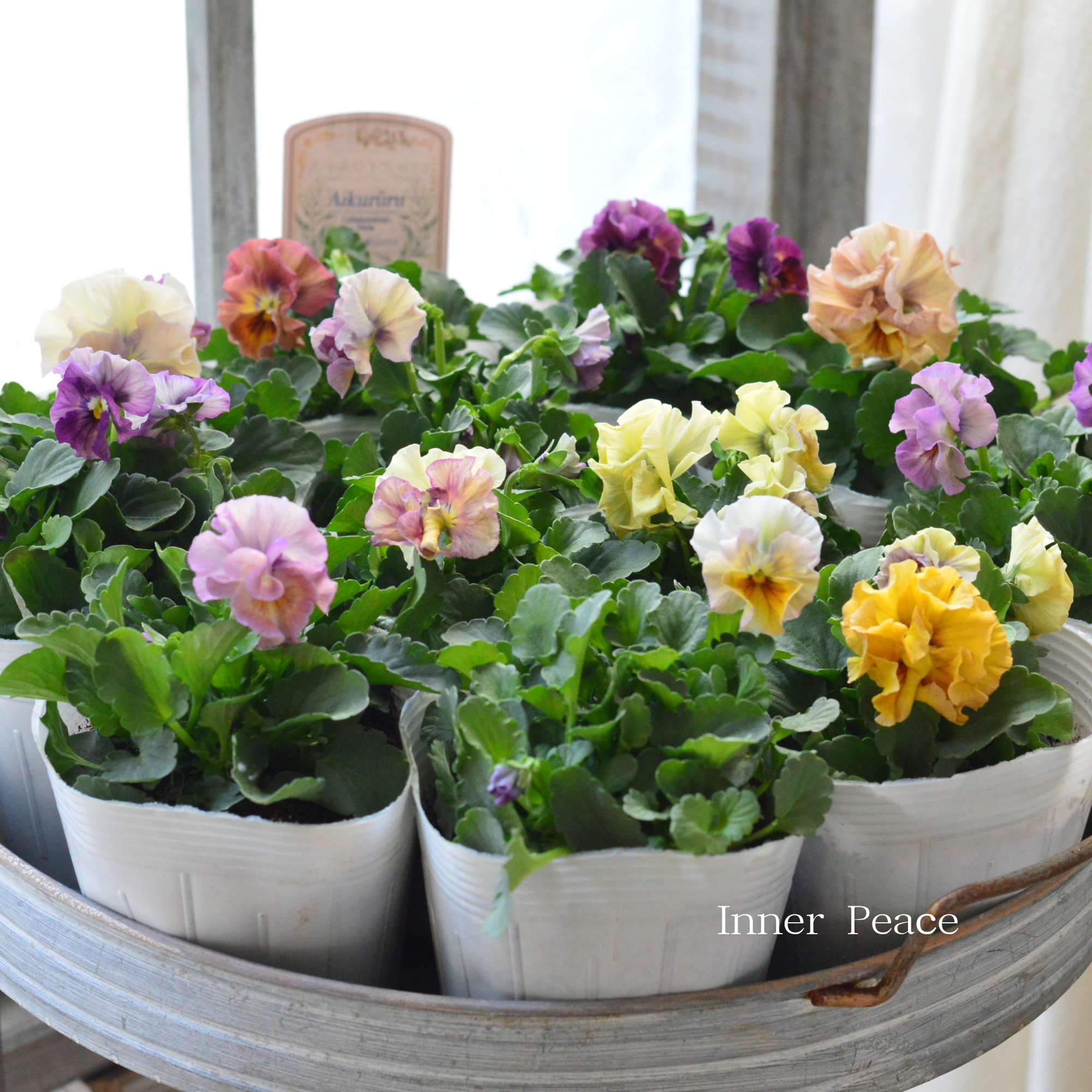 【かわいい】 ビオラ 『アイクルール』　3.5寸POT