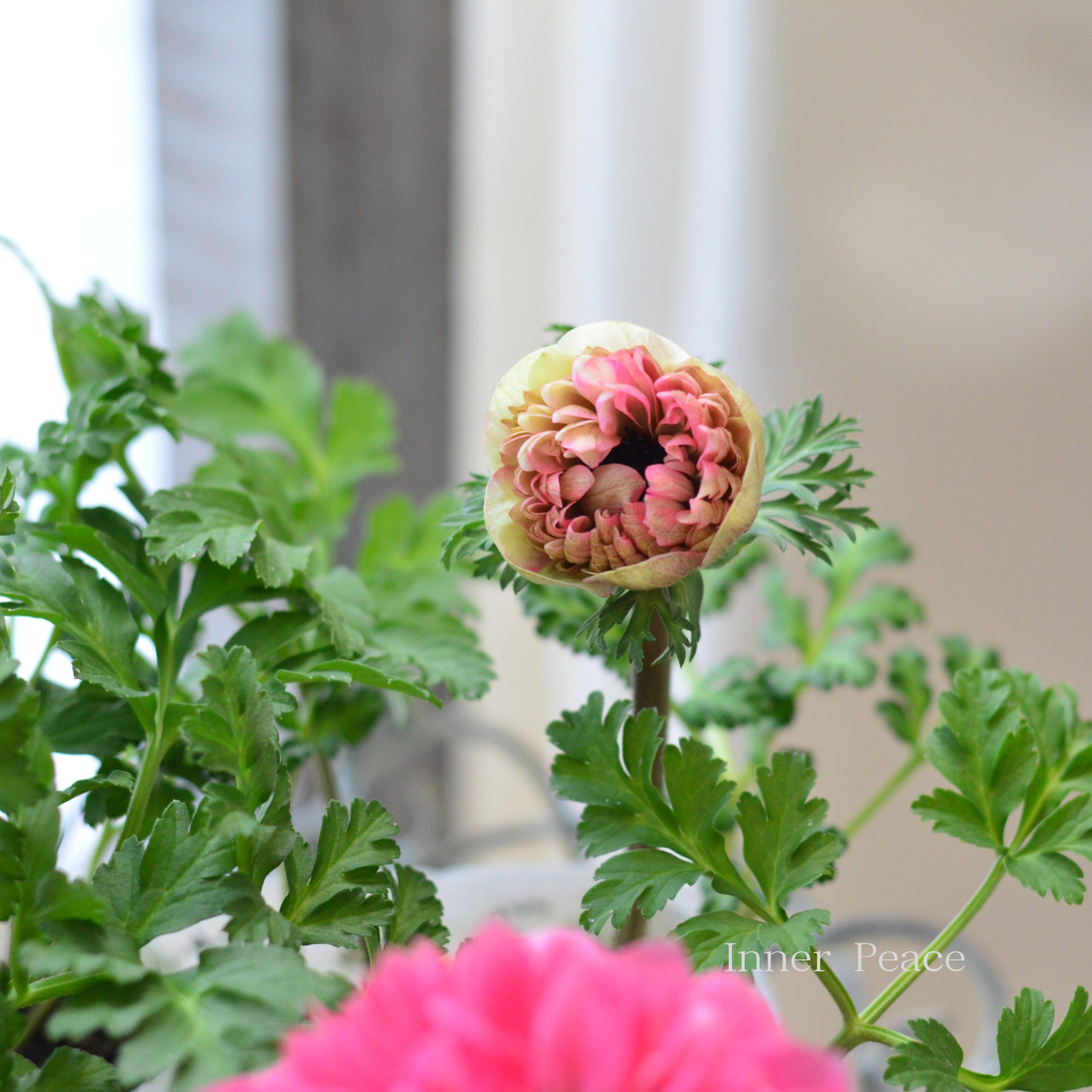 【人気】 アネモネ 『ポルトダブル・ピンク』 　3.5寸POT