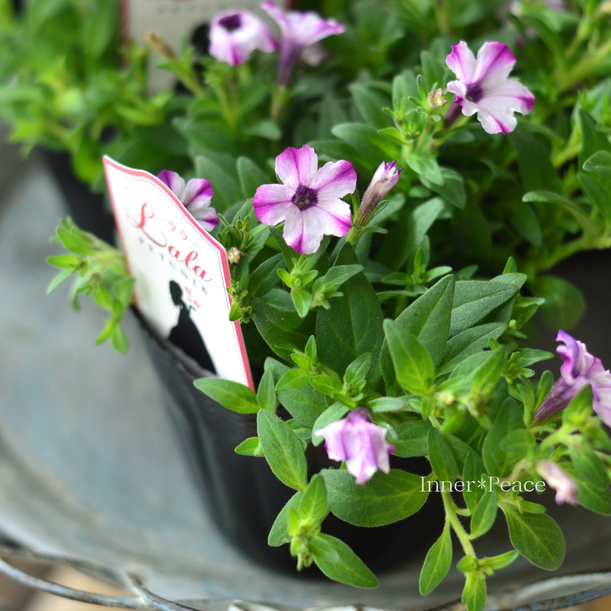 【かわいい】 ペチュニア 『ララ・ホワイトドレス』　 3.5寸POT