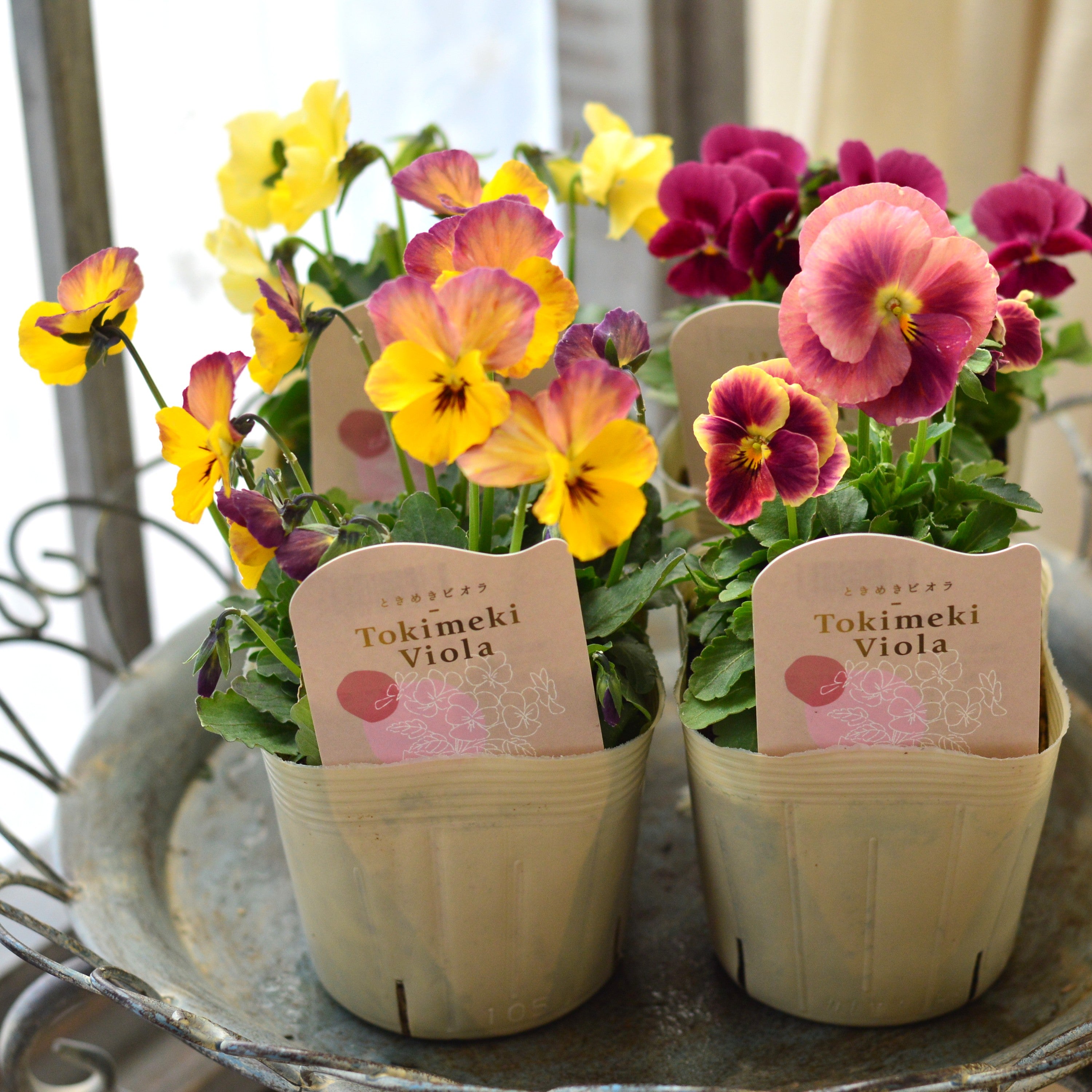可愛い♡ときめきビオラ♡フリンジエッジ♡3.5号♡ポットごと宅急便コンパクト 園芸ネット本店｜【お1人様1ポット】ビオラ：ときめきビオラ