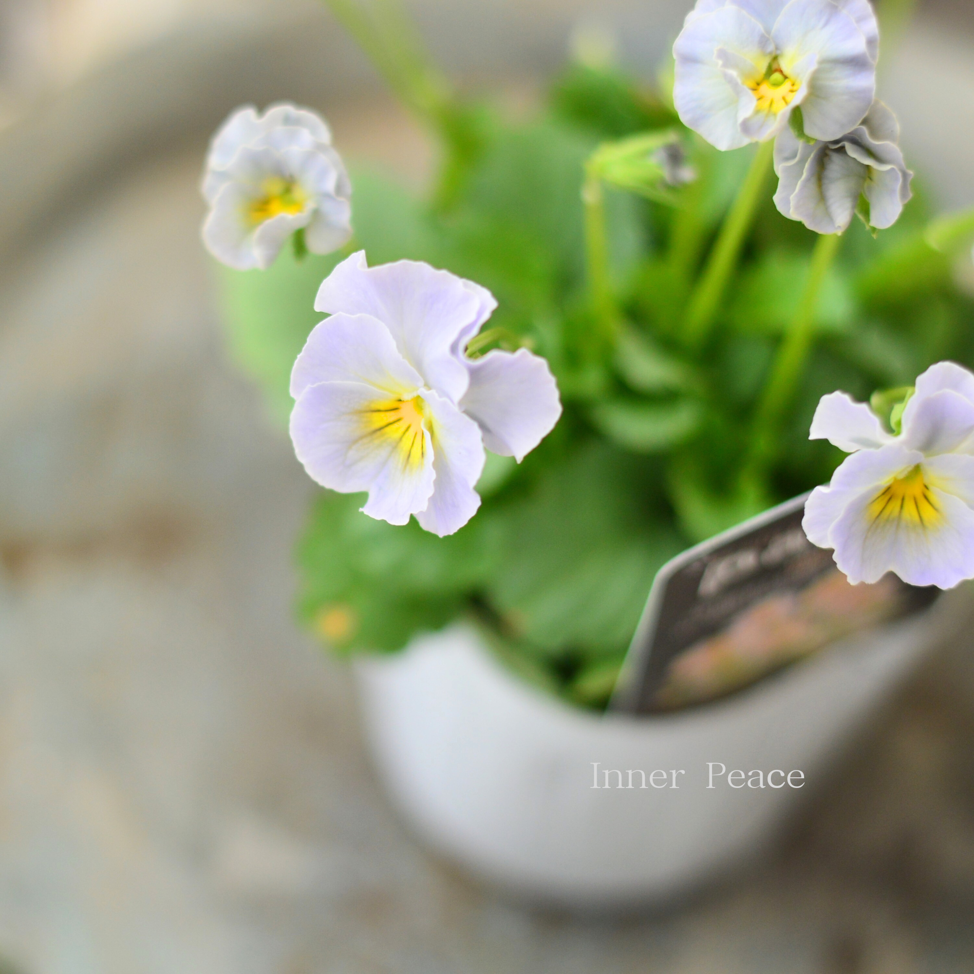 【桂楓園さんオリジナル】 パンジー　『pasfri  ～パスフリ～・6番』   3.5寸POT