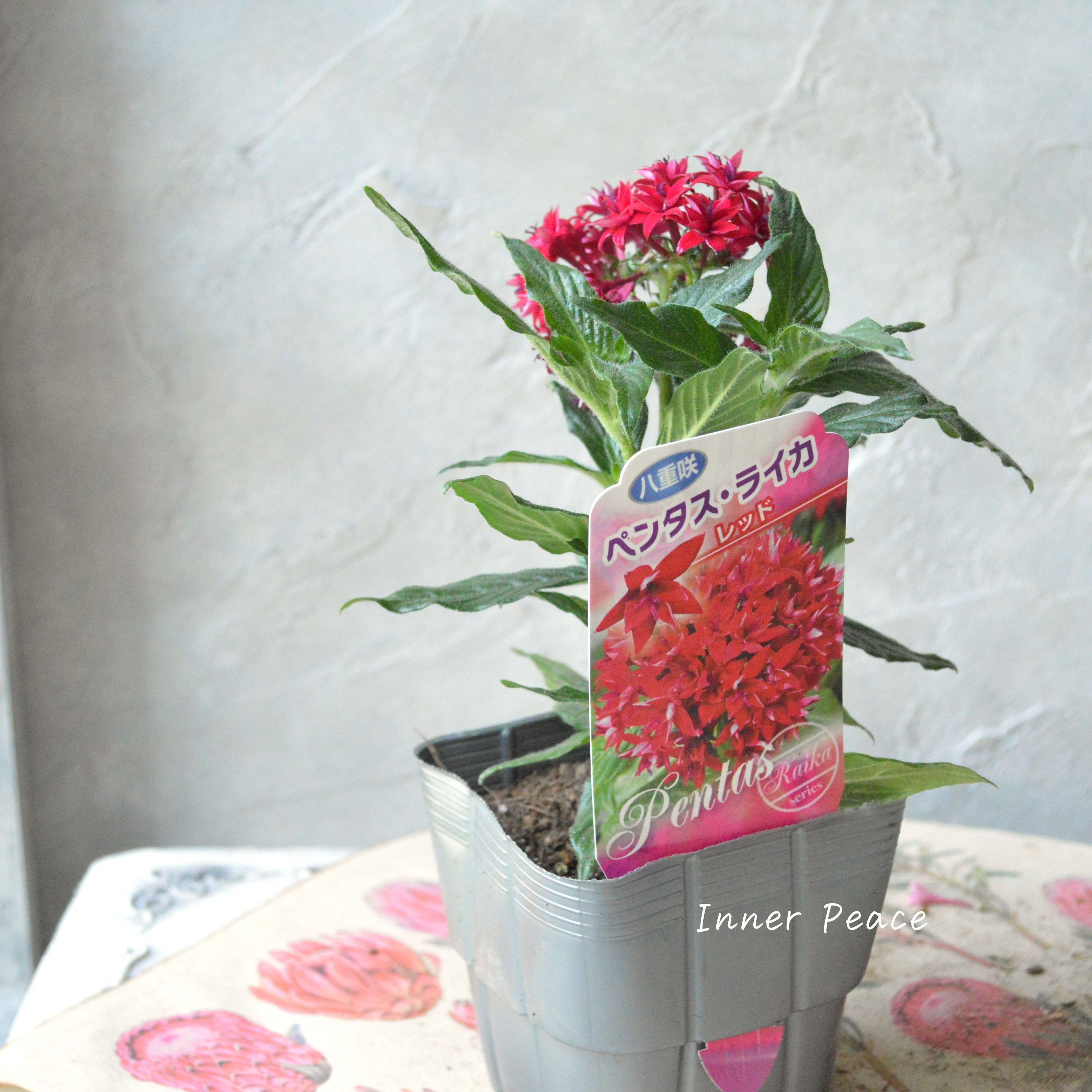 【暑さに強い】 八重咲きペンタス 『ライカ・レッド』　3.5寸POT