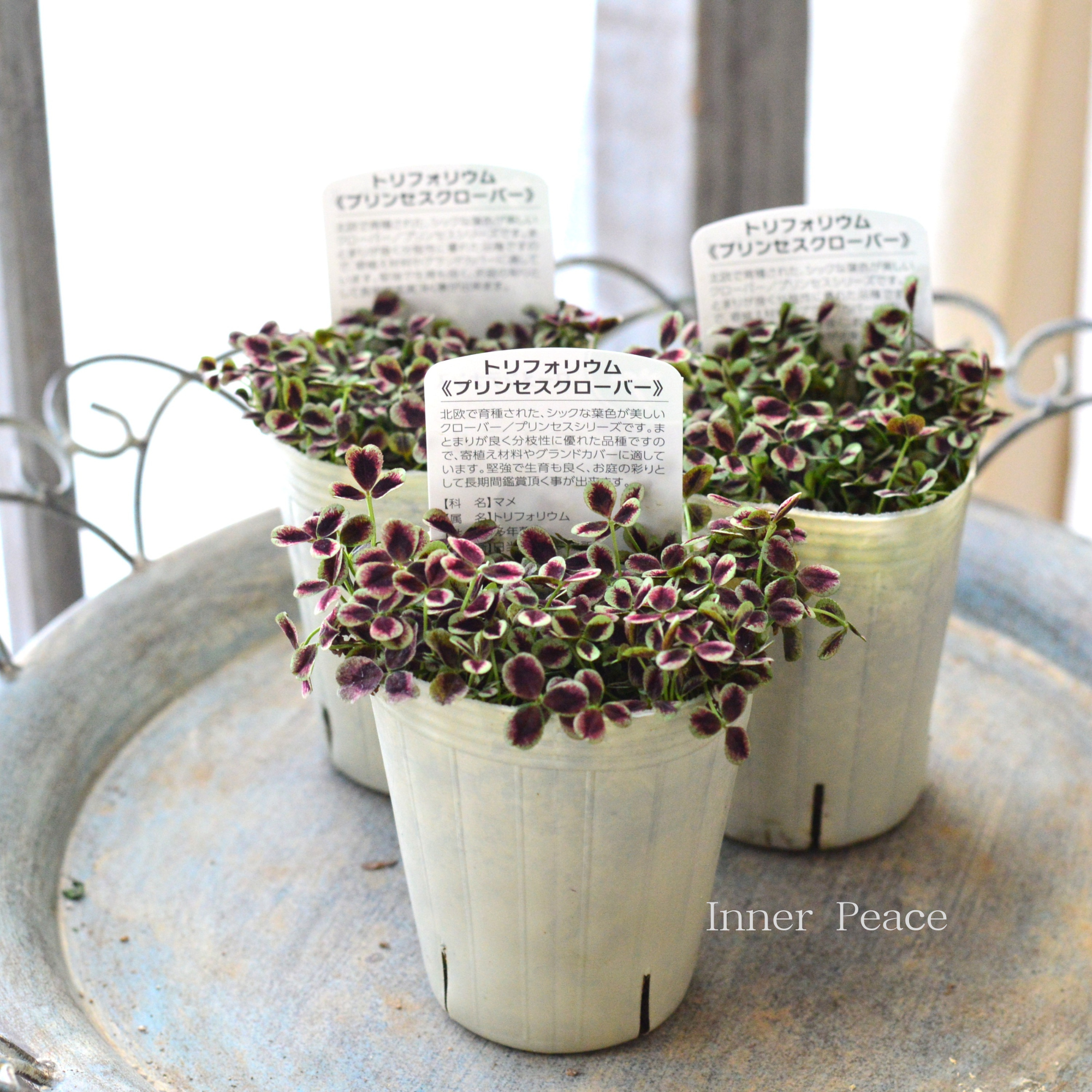 【寄せ植えに】 プリンセスクローバー　『エステル』　　2.5寸ロングPOT