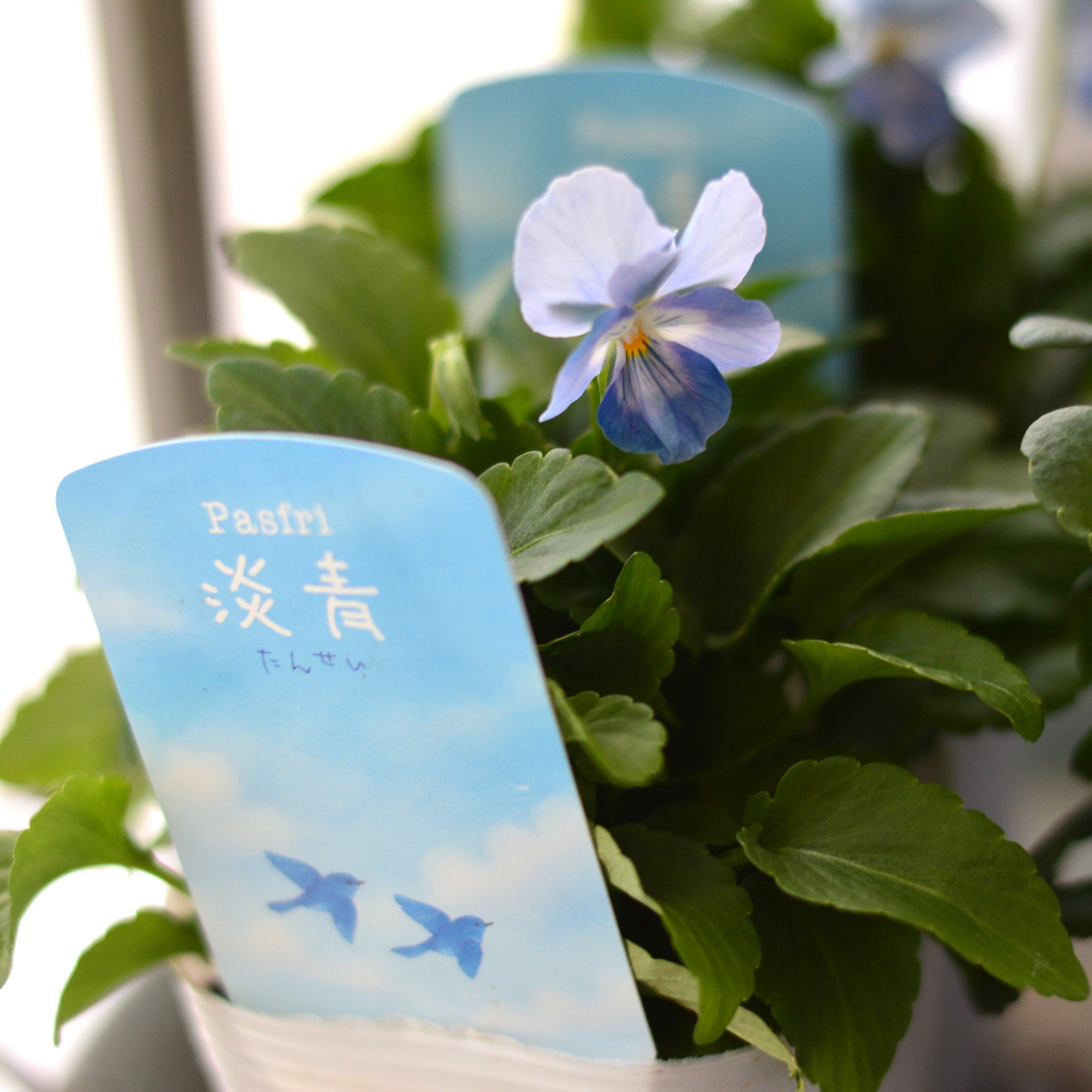 【人気】 ビオラ　『パステルフリル・淡青』　B　3寸POT