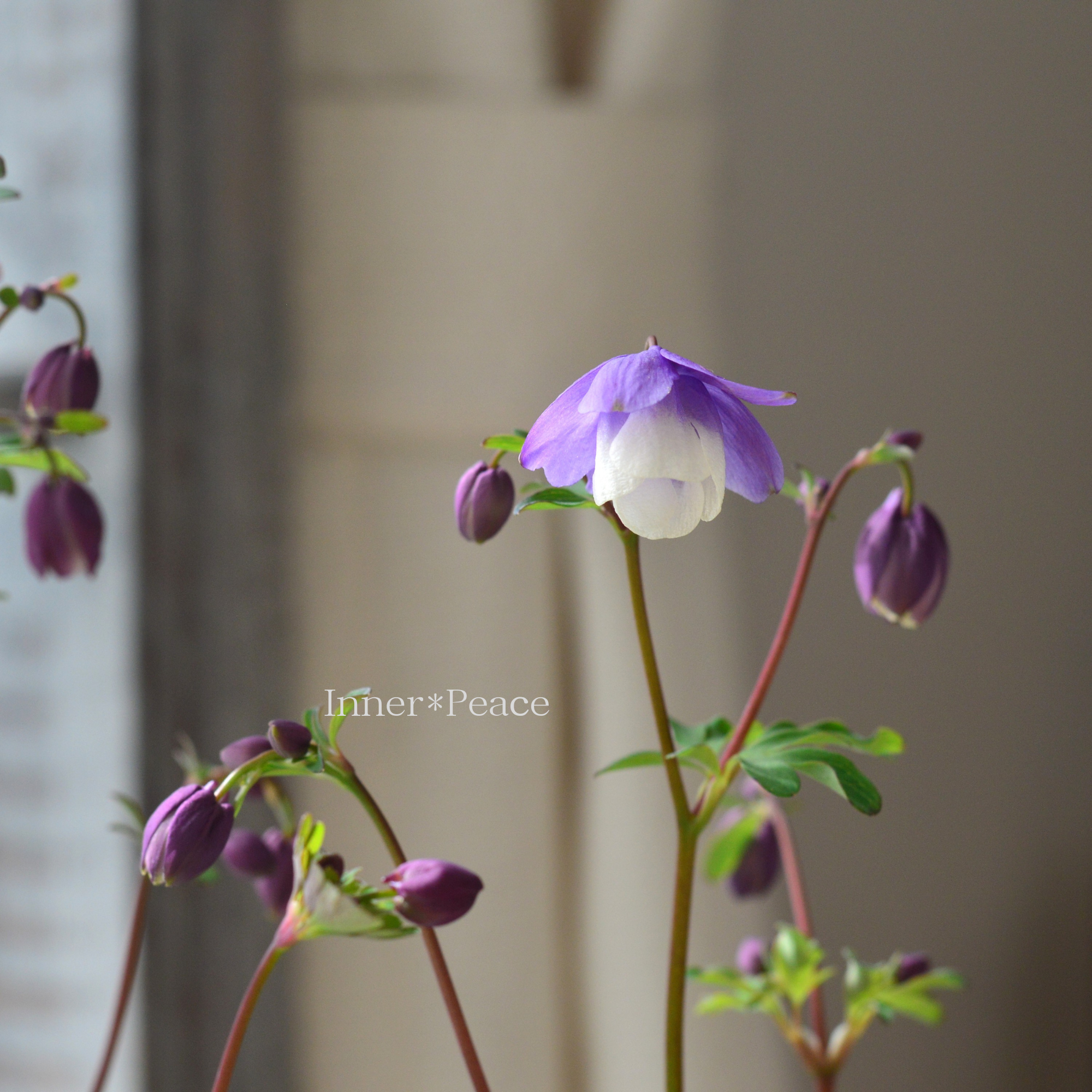 風鈴オダマキ 『パープル×ホワイト系』　3寸POT