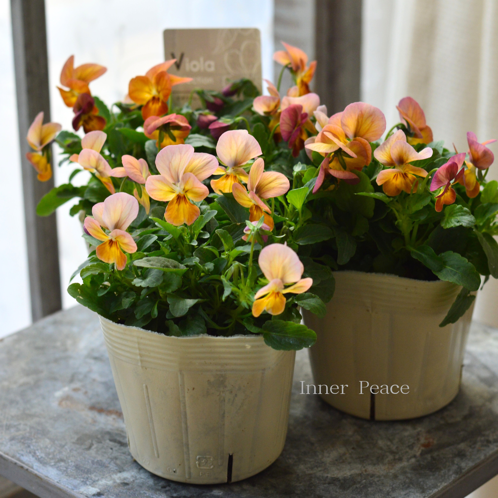 【アンティーク】 ビオラ・ビビ　『アプリコットアンティーク』　3.5寸POT